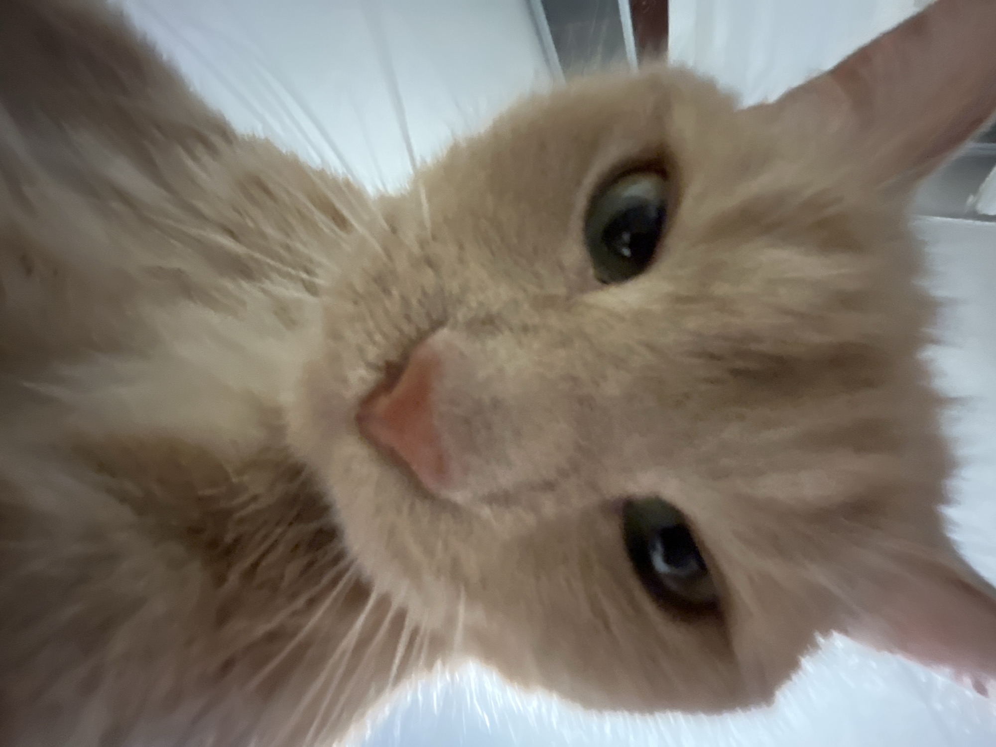 An extreme close-up shot captures an orange tabby cat's face from a low angle, as if it is looking directly into the camera. The cat's fur is a warm orange with faint tabby markings visible on its forehead. Its eyes are a striking green, with the pupils appearing slightly dilated, suggesting it might be in a dimly lit environment or experiencing a strong emotion. The cat's nose is a soft pink, and its whiskers are long and prominent, fanning out from its muzzle. The background is blurred and appears to be an indoor setting, possibly a room with white walls or furniture, with some indistinct vertical lines suggesting a window or door frame. There are no people or other animals visible in the frame.