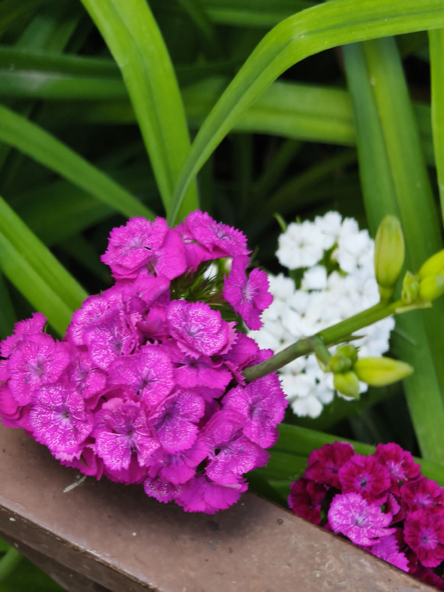 In Chaikovsky, Russia, a close-up shot focuses on a cluster of vibrant pink dianthus flowers resting on a brown wooden surface, possibly a railing. Behind them, out of focus, is a background of lush green foliage, interspersed with delicate white flowers and a few green buds. The lighting suggests an outdoor setting during the daytime.