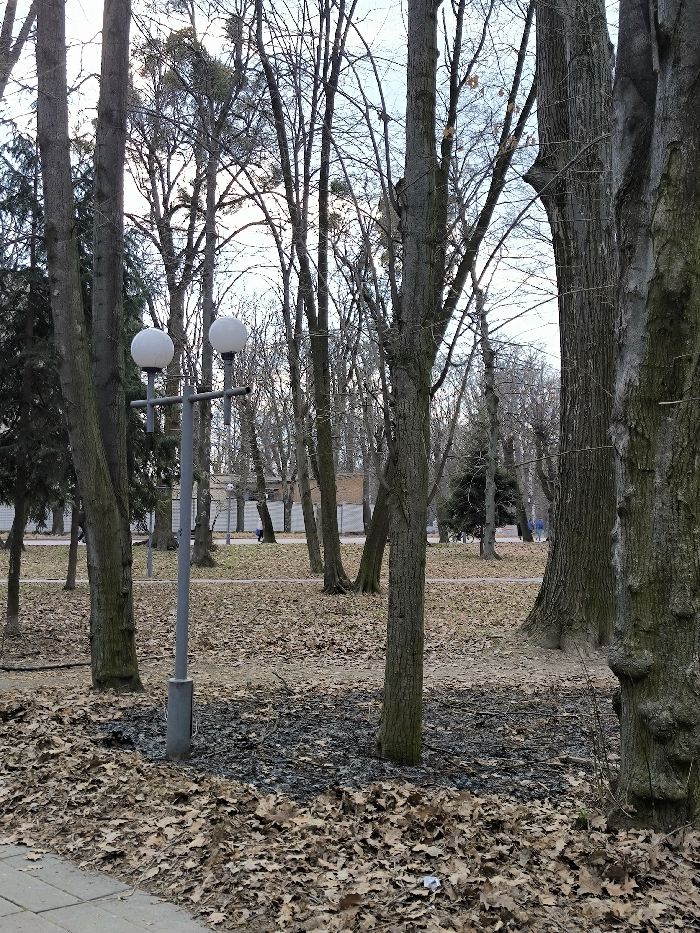 The scene depicts an urban park in Vinnytsia, Ukraine, specifically identified as the **Central Park of Culture and Leisure**. The image captures a late autumn or winter daytime environment.
In the foreground, a concrete sidewalk edge is visible on the bottom left. The ground immediately adjacent and extending into the mid-ground is covered with a dense layer of dry, brown deciduous leaves. A distinct, irregular patch of charred material and ash, indicative of a recent small fire, is centered in front of a lamppost, contrasting with the surrounding leaves.
A gray metal lamppost, featuring a central pole with two horizontal arms supporting spherical white light fixtures, stands prominently in the mid-left. Numerous bare deciduous trees with varying bark textures, ranging from light gray to dark brown, dominate the mid-ground and extend into the background. Some of these trees show clumps of mistletoe in their upper branches. A small, dark green conical evergreen tree is visible in the mid-right background.
In the distant background, beyond the density of trees, a light-colored, solid panel fence runs horizontally. Behind this fence, several utilitarian-style low-rise buildings are discernible. A single individual, dressed in blue, is observed walking from left to right along a path or road parallel to the fence. The sky is a pale blue, suggesting either overcast conditions or a clear, cool day.