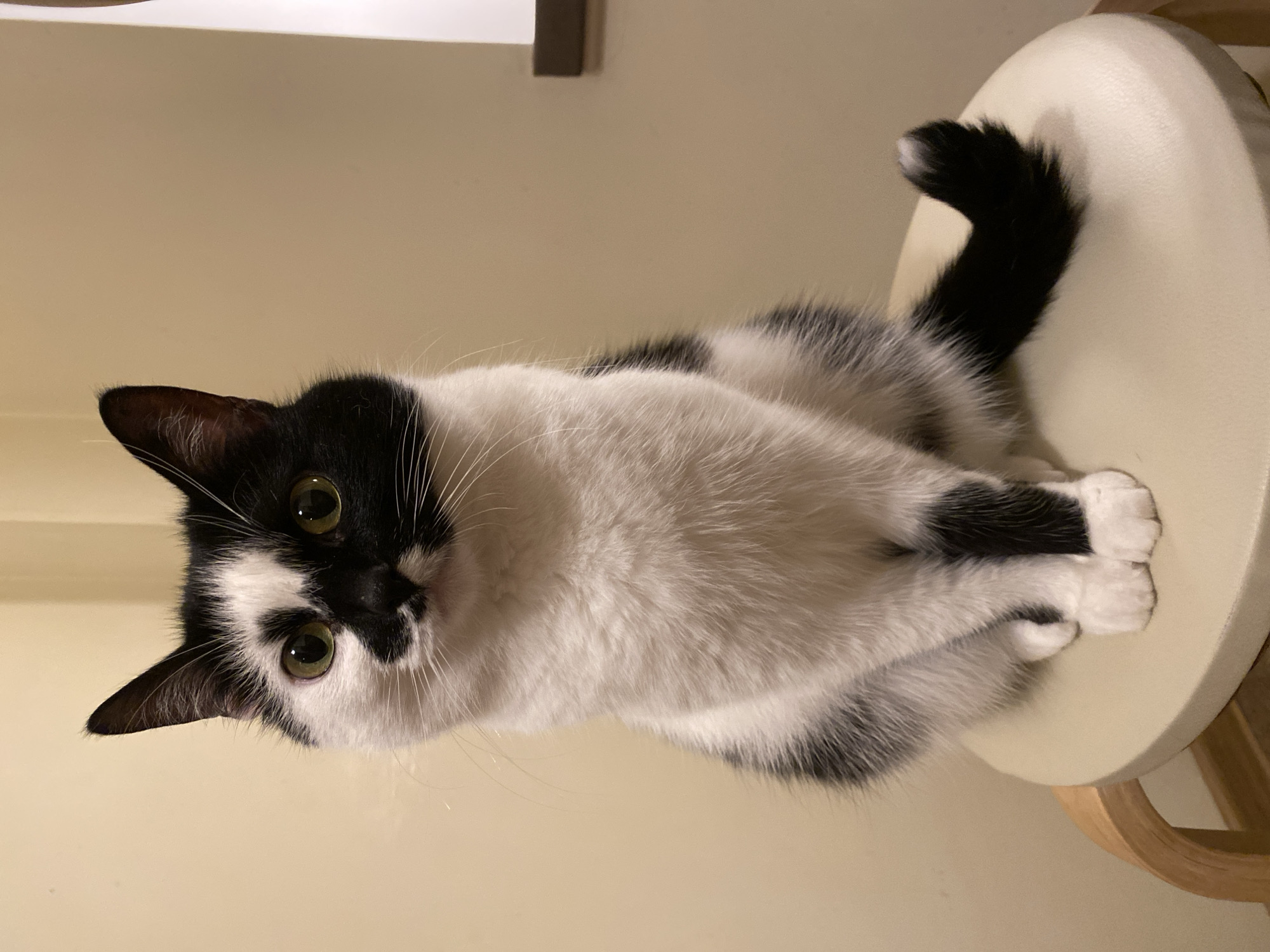 A black and white cat is sitting on a stool in front of a beige wall. The cat has black fur on the left side of its face, covering its left eye and ear, and white fur on the right side, covering its right eye and ear. Its body is mostly white with black patches on its back and legs. The stool is light beige with a wooden base. The background is a plain beige wall with a small rectangular object on the right side that appears to be a light fixture or part of a window frame. The lighting is warm and seems to be coming from the right.