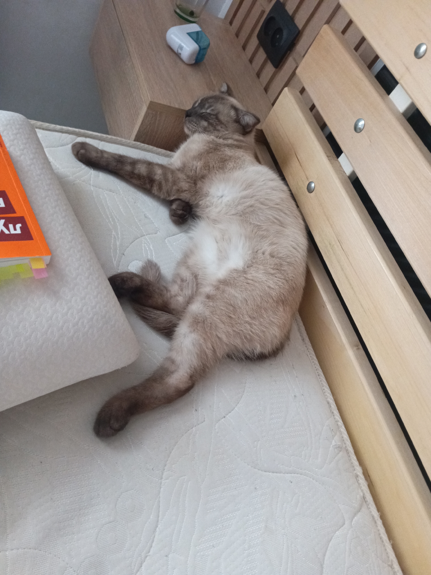A Siamese cat is lying on a white mattress with a book and some papers next to it. The mattress is resting against a wooden bed frame. A wooden nightstand is visible in the background with some small items on top. An electrical outlet is mounted on the wall near the bed frame. The city of Фоки, Russia is not discernible in the image.