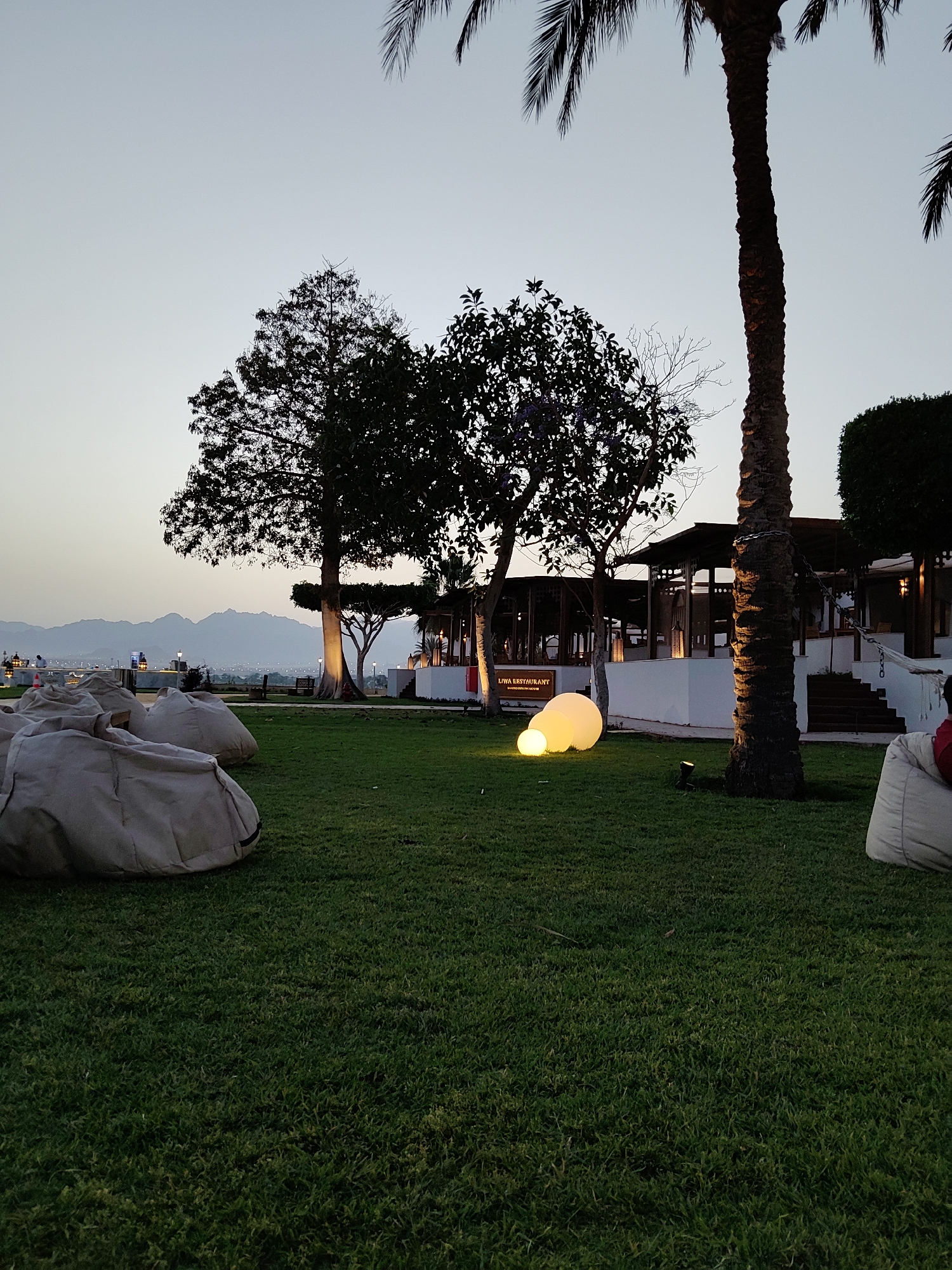 The image depicts an inviting outdoor lounge and dining area at dusk in Sharm El Sheikh, Egypt. A lush green lawn occupies the foreground and midground, featuring several large, light-colored beanbag chairs arranged for relaxation. One beanbag in the bottom right shows a person partially seated, dressed in a red top.
In the midground, a tall, slender palm tree stands prominently on the right, its dark trunk and fronds silhouetted against the sky. To the left of the palm, various broad-leaved trees frame a modern building with an open-air design, identifiable as a restaurant by a glowing sign that reads "LIVA RESTAURANT." Three spherical, illuminated lights of different sizes are placed on the grass in front of the restaurant, casting a warm yellow glow.
The background reveals a sweeping vista of distant mountains, their peaks softly outlined against a clear, pale blue sky that gradually lightens towards the horizon, indicative of twilight. The overall scene exudes a peaceful and relaxing atmosphere, typical of an evening setting at a resort or hotel. Artificial lights from the restaurant and ground lamps add to the tranquil ambiance.