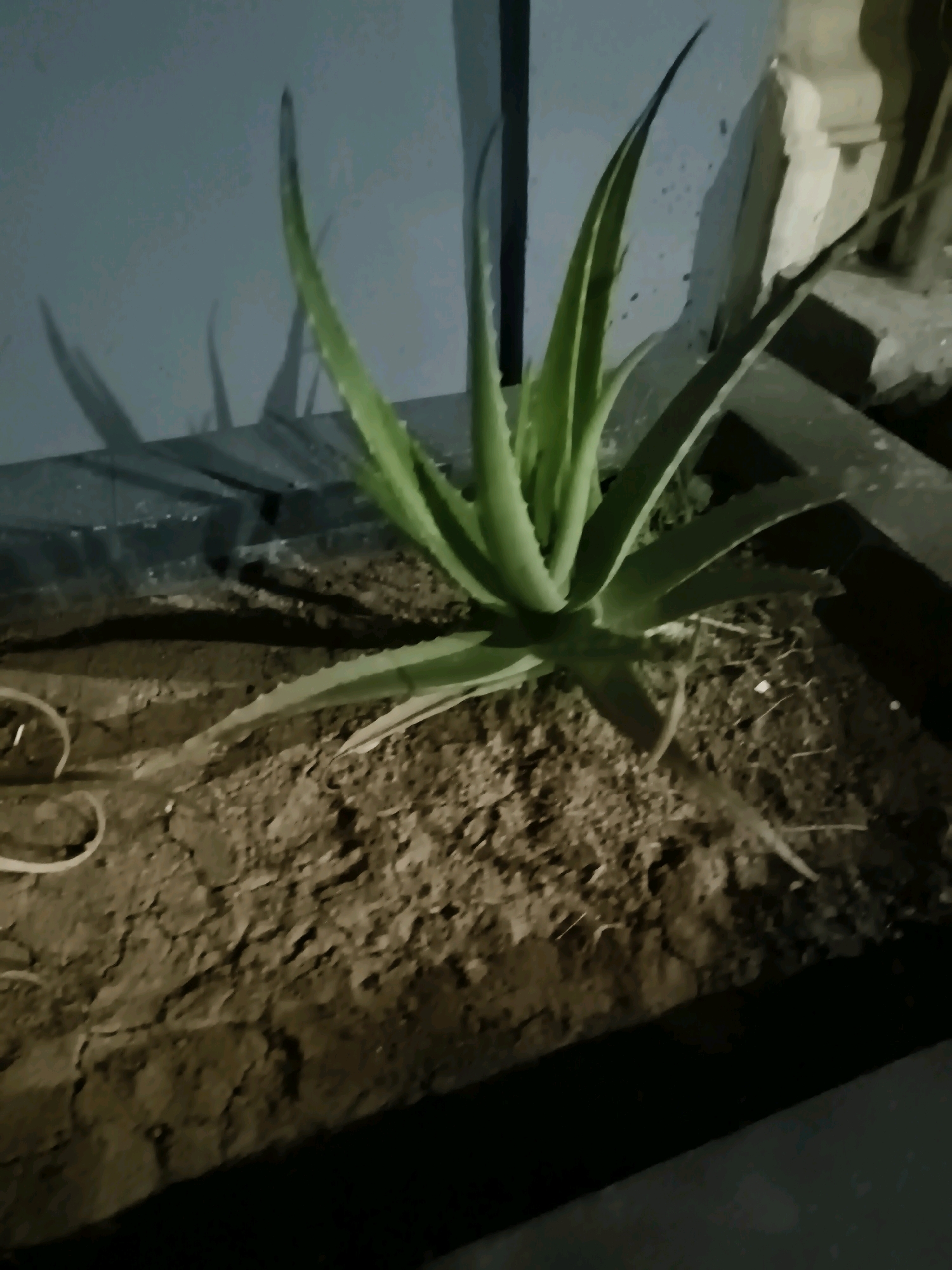 A lone aloe vera plant is the central subject of this image, situated in a dark, rectangular planter filled with dry, cracked soil. The plant is green with pointed, fleshy leaves that arch outwards from the center. The planter appears to be made of a dark material and is placed outdoors, suggested by the shadow of the plant cast on a pale blue-grey wall behind it. The lighting is dim, indicating it may be evening or night. There are no people or other animals visible in the image. The overall scene suggests an urban setting, potentially a garden or balcony in Serang, Indonesia, though this location is not explicitly confirmed by visual cues.