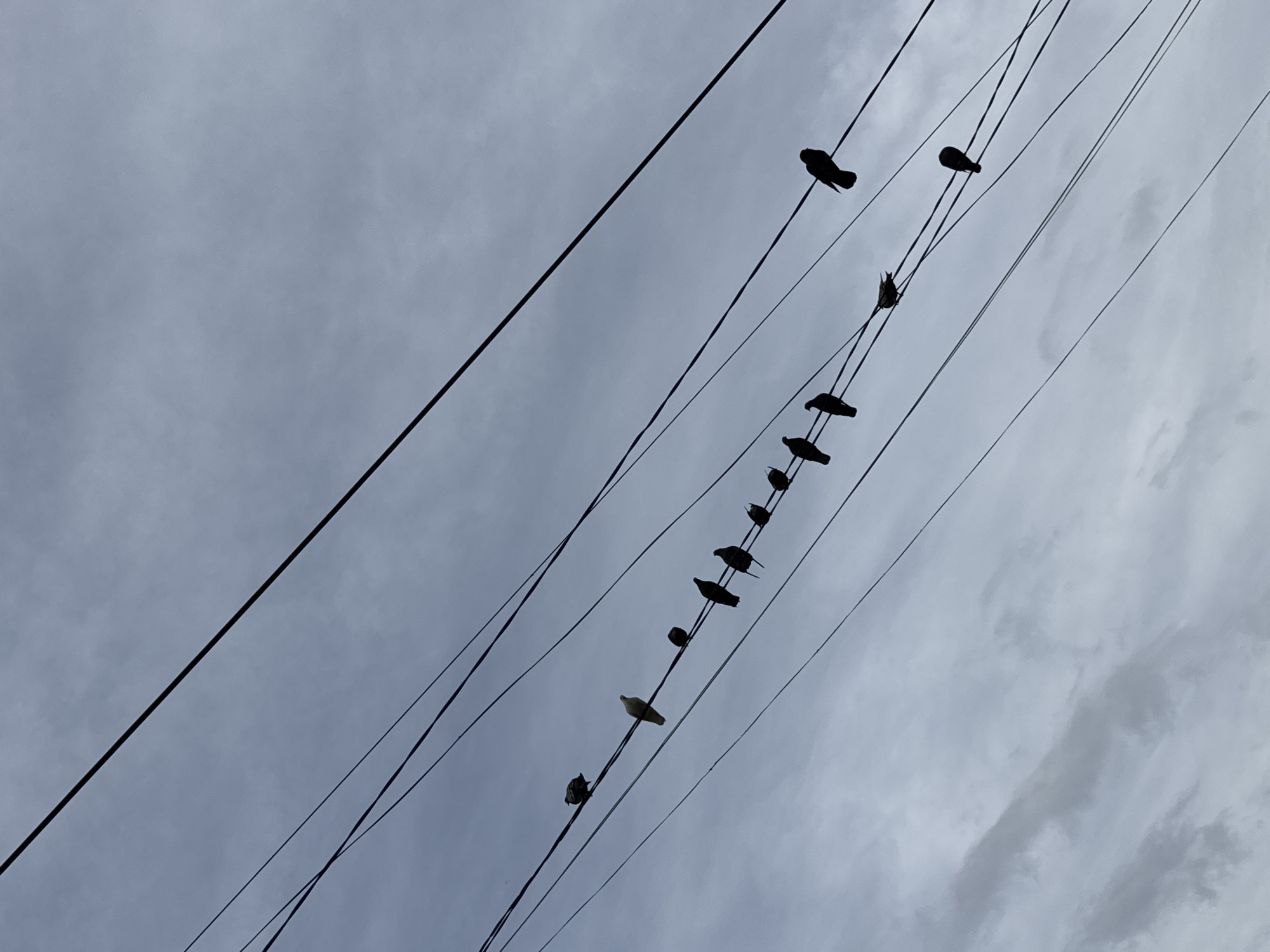 A flock of pigeons is perched on electrical wires against a cloudy, gray sky. The pigeons are silhouetted and appear to be of various sizes and postures. The electrical wires run diagonally across the frame, creating a linear pattern. The image was taken in the city of Nha Trang, Vietnam.
