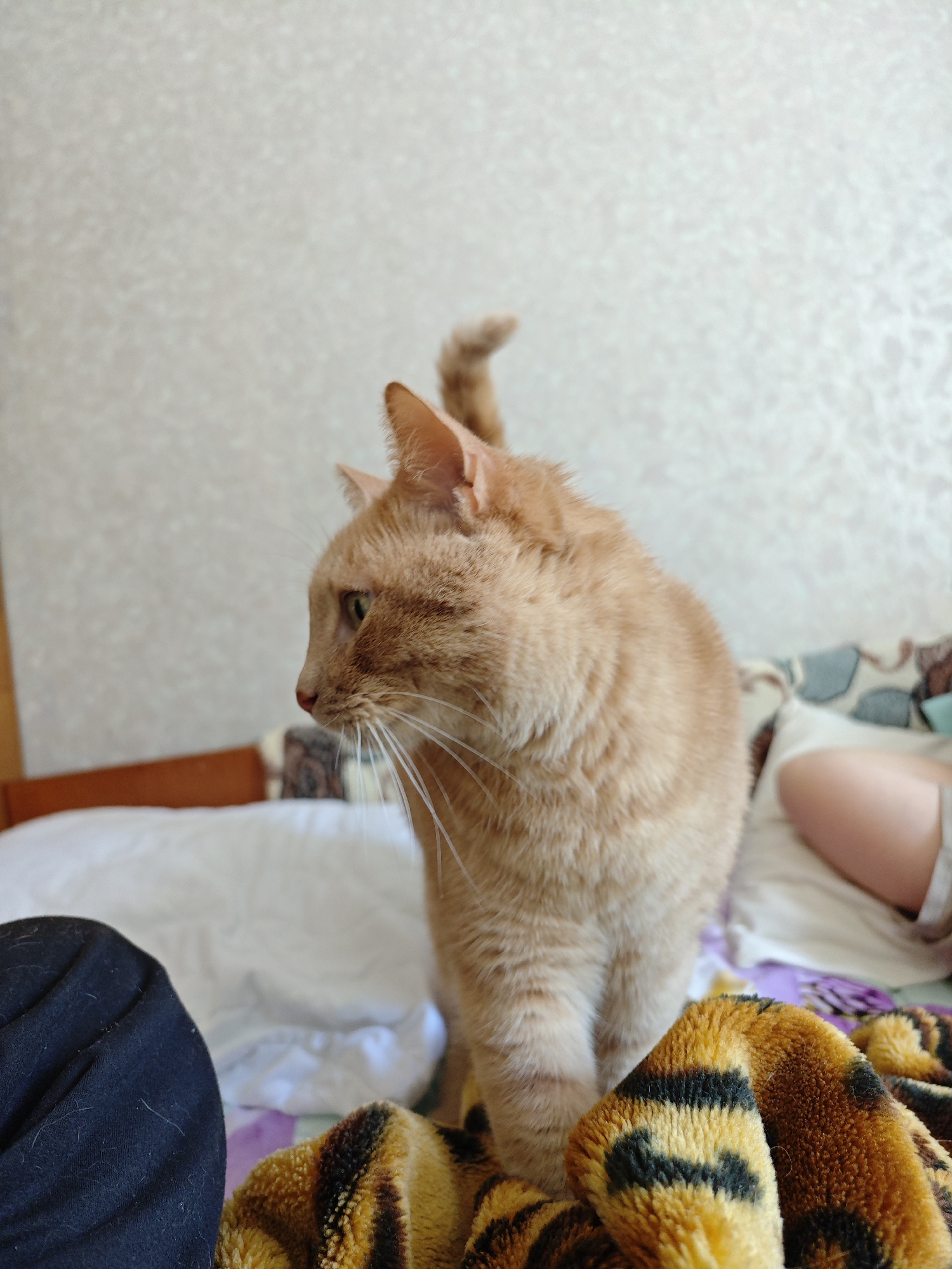 An orange tabby cat stands on a bed, looking to the left. The cat has light green eyes and its tail is curled upwards. The bed is covered with white sheets and a blanket with a tiger-like pattern. To the left of the cat, a person's black pants are visible, and to the right, a person's legs are partially visible. The background is a textured wall. The scene appears to be indoors, likely in a residential setting in Pryvilne, Ukraine.