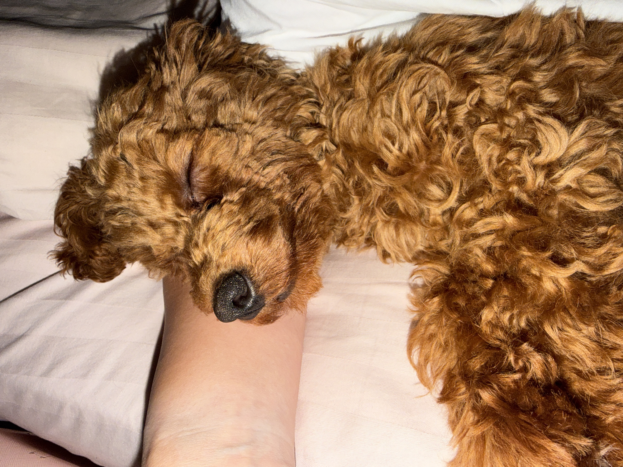 A medium shot captures a copper-colored poodle dog asleep on a bed in Sofia, Bulgaria. The dog is lying on its side, with its head resting on a person's arm. The dog's eyes are closed, and its nose is black and wet. The poodle's fur is curly and fluffy, and it appears to be a toy poodle breed. The bed is covered with a light pink sheet, and a white duvet is visible in the background. The lighting in the image is soft and warm, suggesting it was taken indoors.