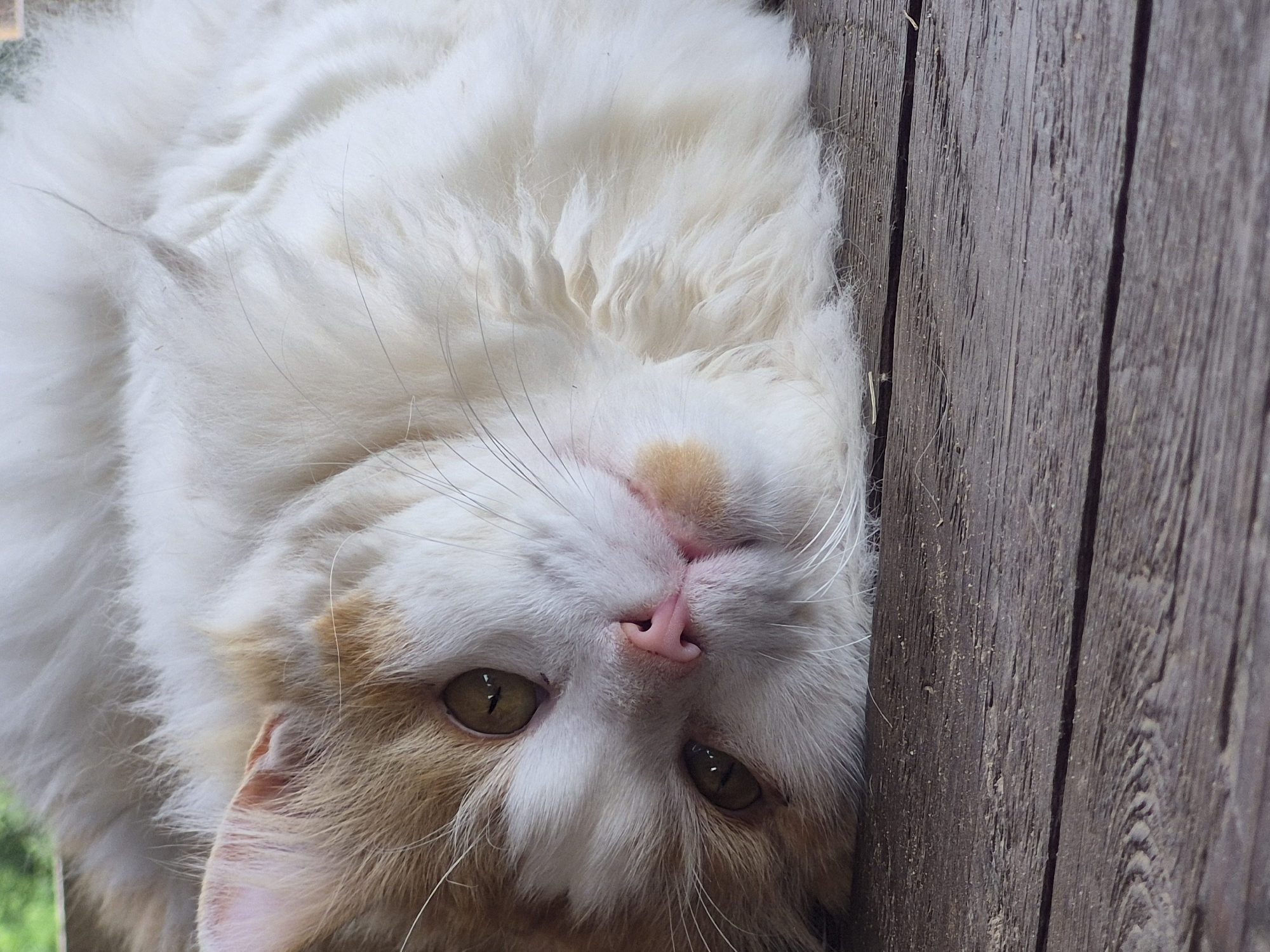 A fluffy cat with white and orange fur is lying on its side on a wooden surface. The cat's head is turned towards the camera, and its eyes are open and looking directly at the viewer. The cat's nose is pink, and its mouth is slightly open. The wooden surface appears to be weathered and has a grainy texture. The background is blurred, but appears to be greenery. There is no indication of the location being in Sooblase, Estonia or any other specific city.
