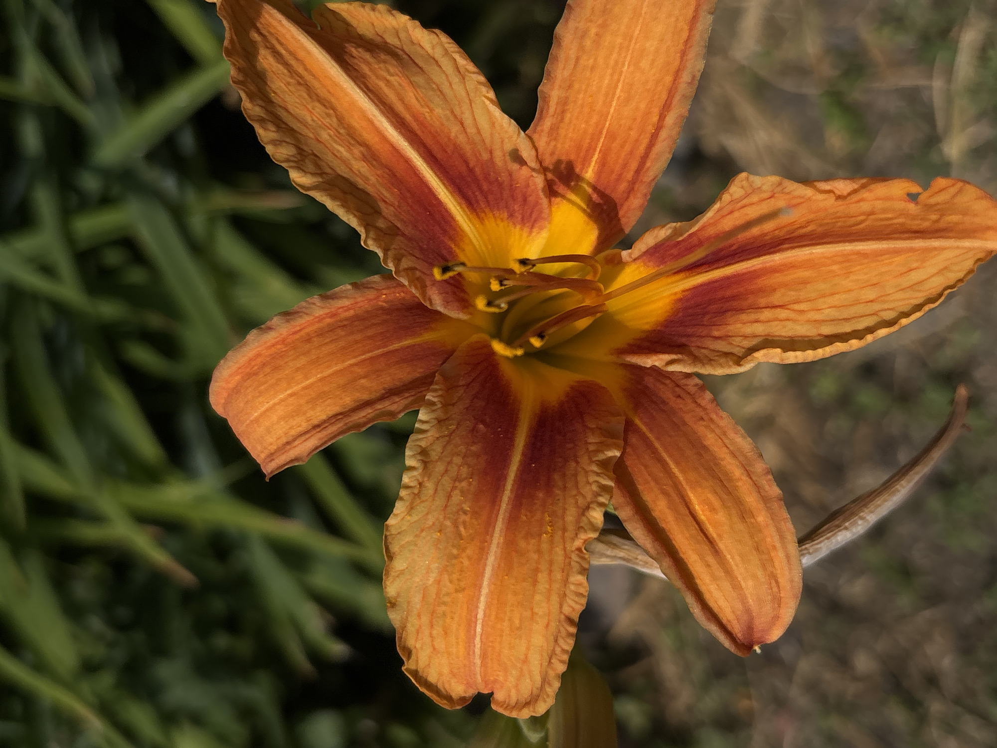 A close-up, vertical, eye-level shot features an orange daylily with dark red streaks near its center. The flower is in the foreground, with its petals unfurling. The stamen and pistil are visible in the center of the bloom. The background is out of focus, with green foliage and brown ground visible. The image does not contain any people or indicate any specific location in Vishnevka, Russia.