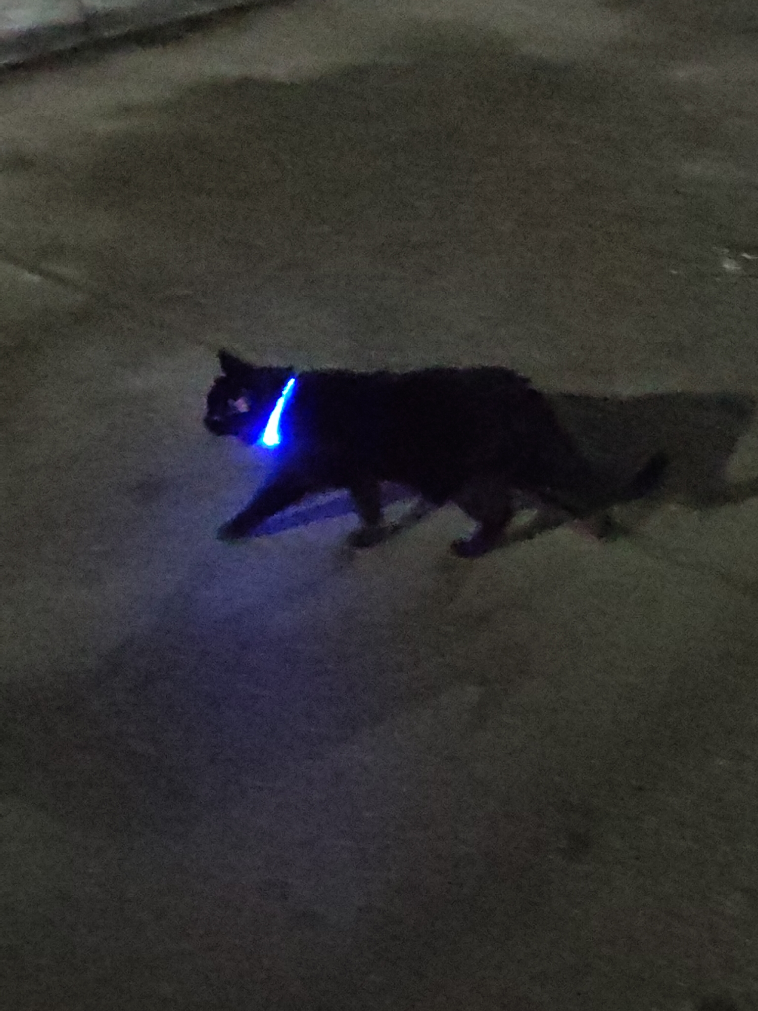 A black cat with a glowing blue collar walks on a pavement. The setting appears to be a dimly lit outdoor area. The location is Unknown, Unknown.