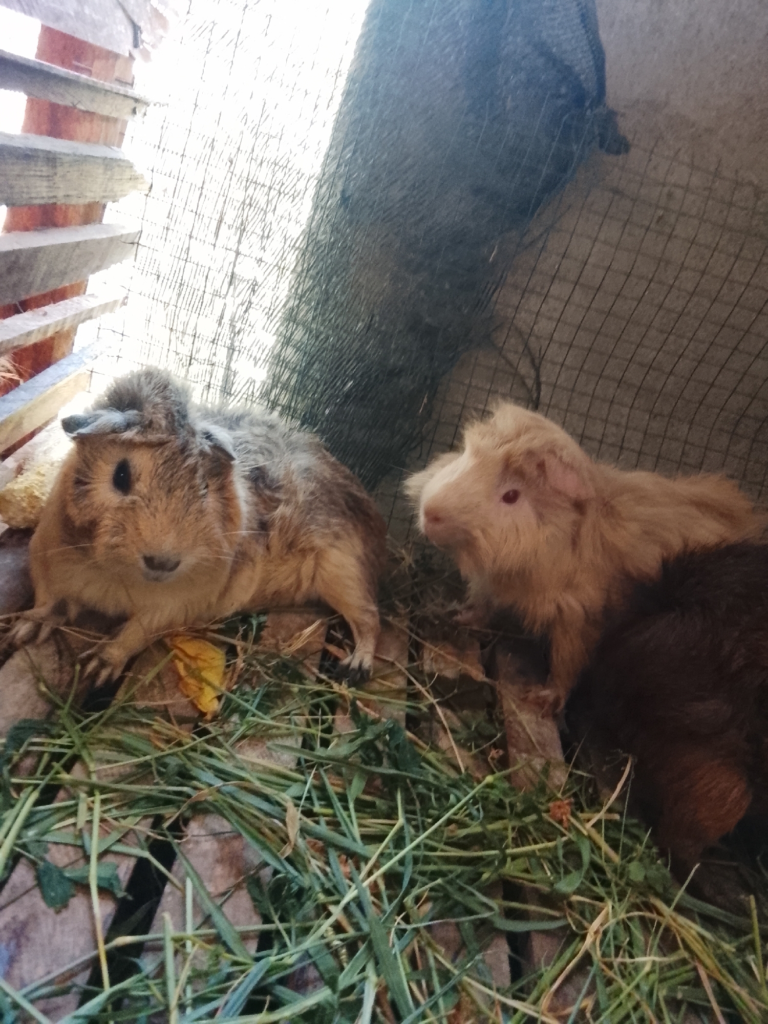 Two guinea pigs are visible in the foreground of an outdoor enclosure. The guinea pig on the left is light brown with darker brown markings and is facing the camera. The guinea pig on the right is a pale blonde color with reddish eyes and is facing left. The enclosure appears to be made of wood and is filled with dried grass and some green foliage. A black mesh netting is visible in the background. The image was taken in Blang Cut, Indonesia.