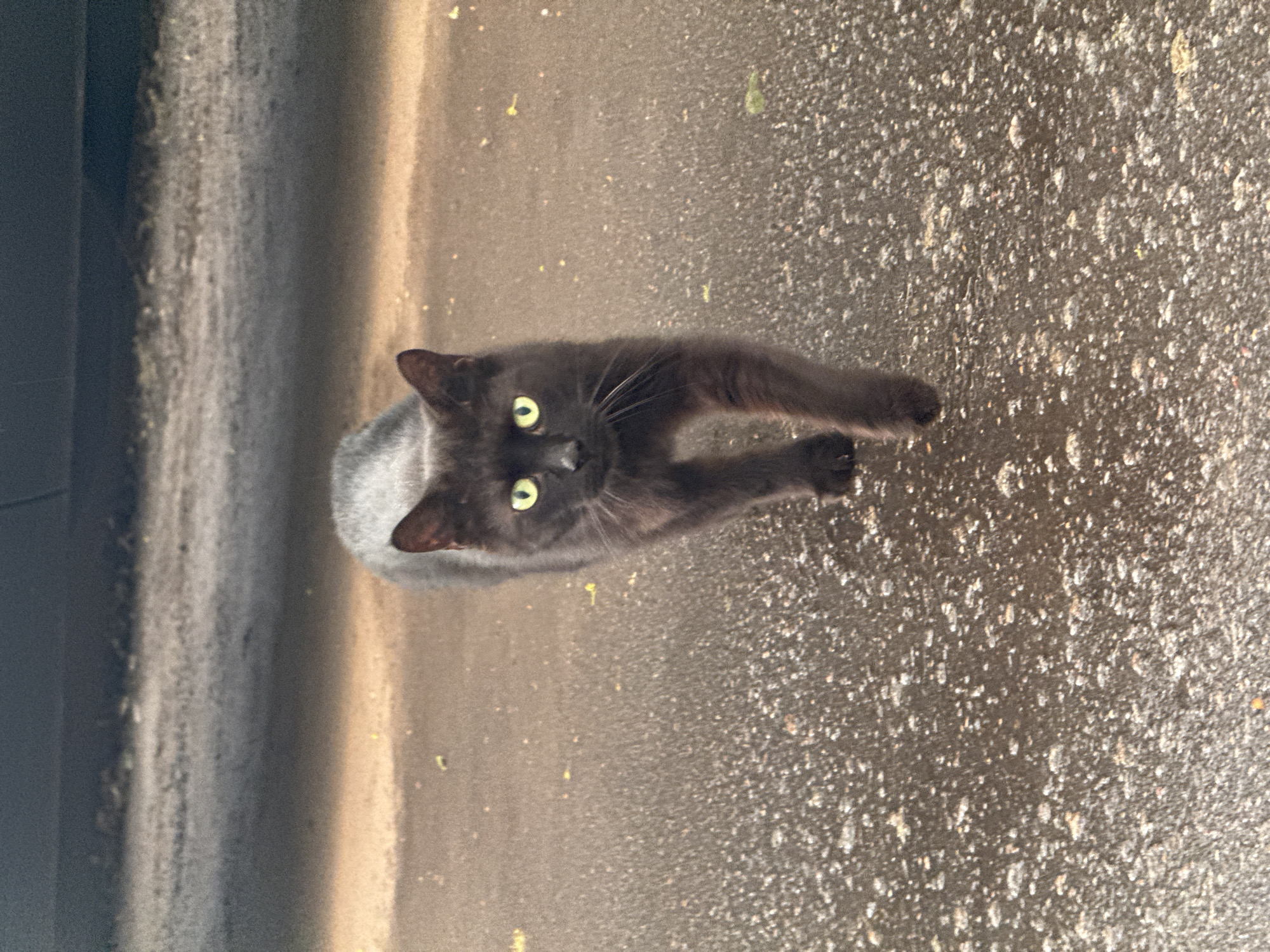 A black cat with green eyes stands on a textured, mottled gray surface, likely asphalt, looking up at the camera. The surface is slightly damp and uneven. To the left, there is a vertical gray structure, possibly a curb or the side of a building. The location cannot be determined from this image.