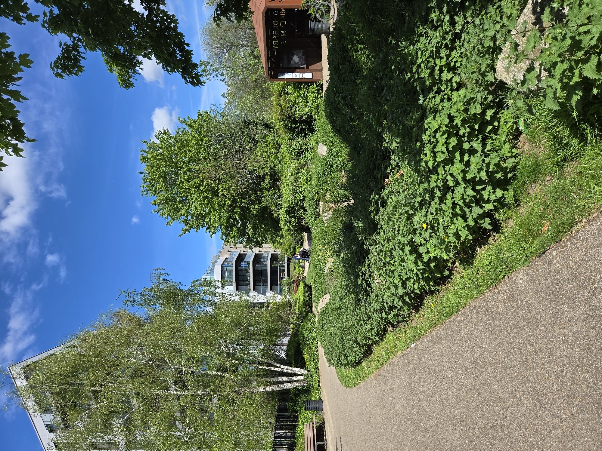The image shows a paved path in a green space. The path is edged with lush vegetation, including grasses and nettles. To the left, there are silver birch trees in front of a modern apartment building. In the distance, figures of people walking can be seen on the path. To the right of the path, there is a small wooden structure. The sky is blue with some clouds. The scene appears to be in a park in London, United Kingdom. The perspective of the photograph implies it was taken from a standing position.