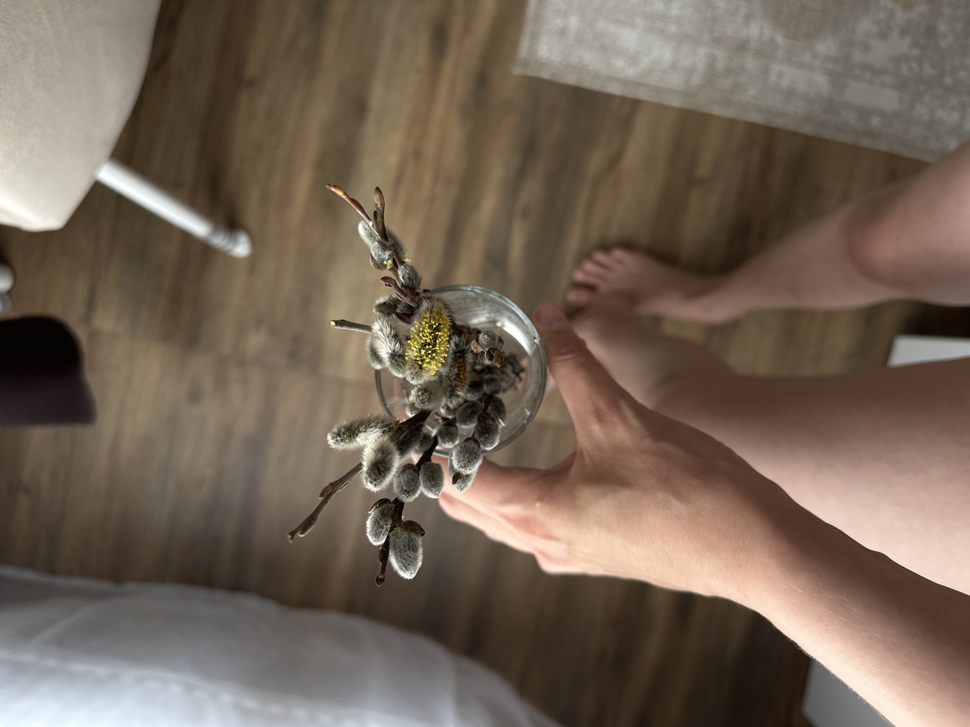 An overhead shot shows a person holding a glass filled with pussy willow branches with some buds displaying yellow pollen. The person’s legs and feet are visible, suggesting they are standing. The background consists of wooden flooring, a chair, and a partially visible rug and bed. It is not possible to verify that this image was taken in the city of Sepych, Russia.