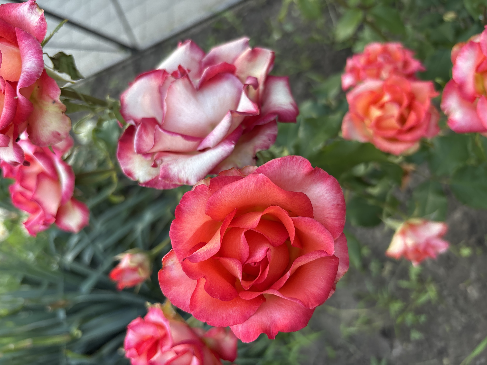 This is a close-up, high-angle photograph of several blooming roses in a garden. The primary subjects are several roses, predominantly in shades of pink, red, and white. The rose in the foreground is a vibrant coral-pink with delicate red edges, its petals unfurling in a complex, layered pattern. To the left, a larger rose is visible, its petals a creamy white edged with a deep rose color. In the background, several other roses are in various stages of bloom, some appearing as clusters of coral and pink. The roses are set against a backdrop of dark green foliage and what appears to be dark soil. A blurred white structure, possibly a fence or wall, is visible in the upper left corner. The overall impression is one of natural beauty and floral abundance. The lighting suggests it is daytime, with soft shadows indicating overcast or diffused sunlight. The scene evokes a sense of tranquility and the beauty of nature. There is no visible text in the image. The context provided places this scene in Rostov-on-Don, Russia, suggesting a temperate climate suitable for rose cultivation.