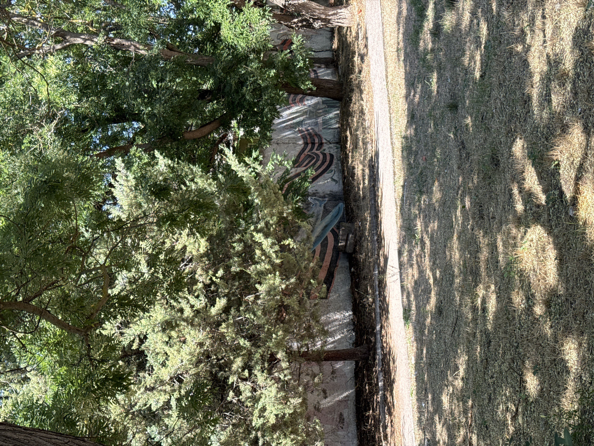 In Yevpatoriya, Ukraine, a concrete wall along a path is adorned with a mural depicting the ribbon of Saint George, a symbol associated with Victory Day celebrations. The mural is partially obscured by the foliage of several trees, including a coniferous tree in the foreground and larger deciduous trees. The ground in front of the wall is covered in dry grass and fallen leaves, with a paved pathway running horizontally across the image. The scene appears to be an outdoor public space, likely a park or walkway, under the dappled sunlight filtering through the trees. There are no people visible in the image.
