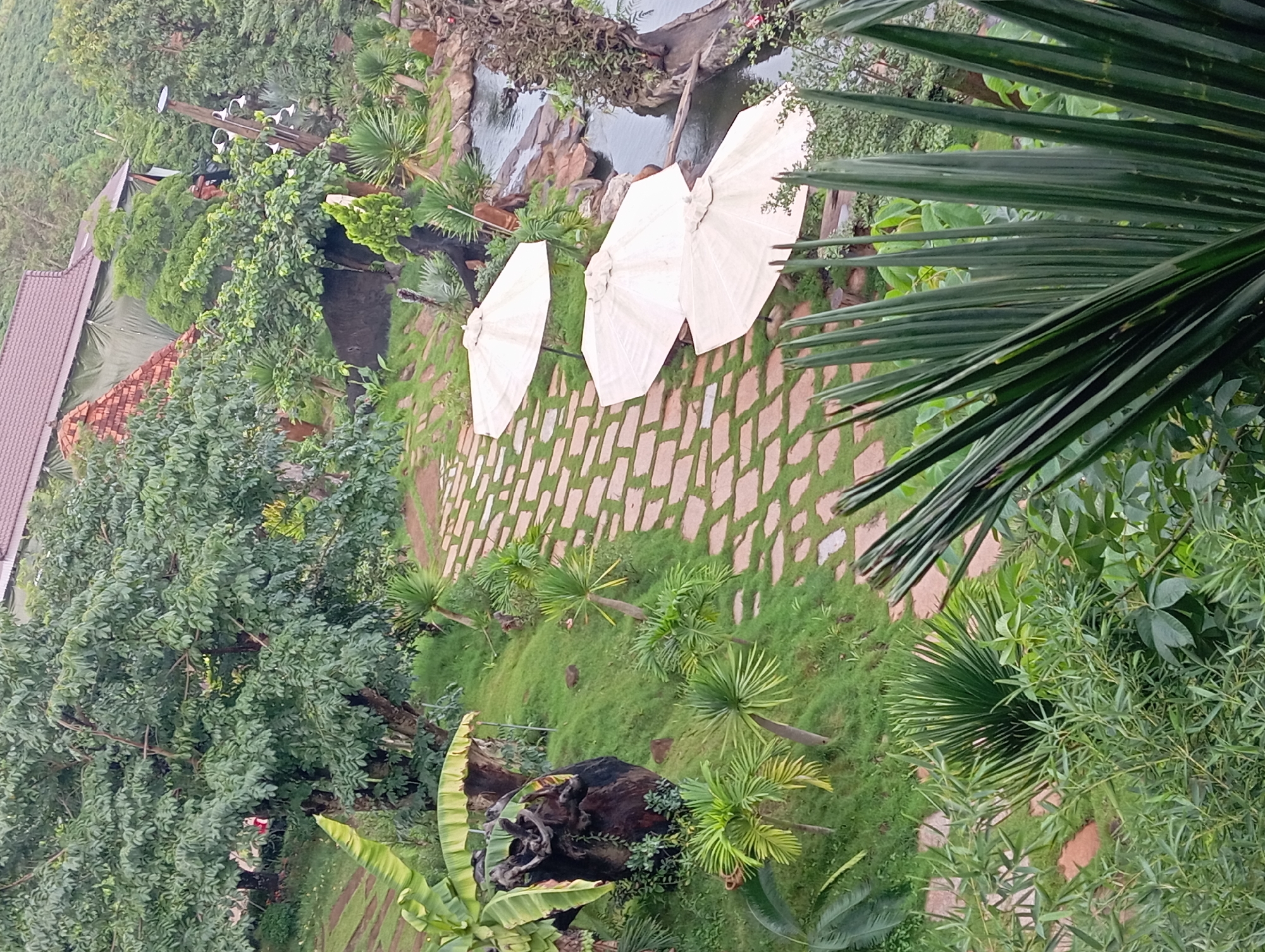 The image shows an outdoor seating area with white umbrellas situated on a stone pathway. The pathway is surrounded by lush green grass and various types of tropical foliage, including banana leaves and palm trees. A small stream or pond is visible to the right of the pathway, with rocks and driftwood lining its edge. In the background, a building with a brown tiled roof is partially visible, covered by a green tarp. The scene appears to be a tranquil garden or resort setting, possibly located in the city of Chư Sê, Vietnam, given the tropical vegetation and architectural style. The overall impression is one of a serene and natural environment.