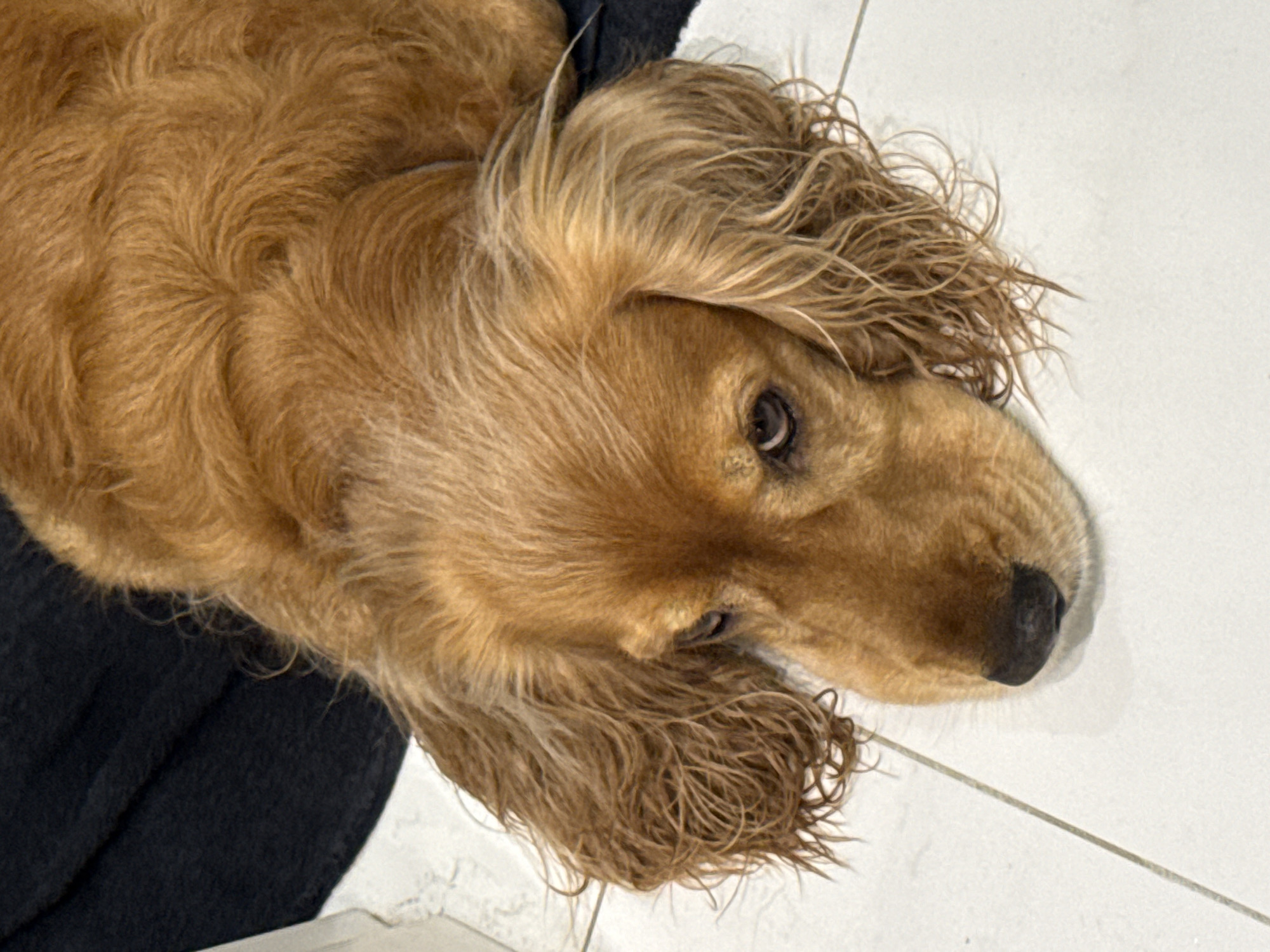 A close-up, high-angle shot shows a golden-brown cocker spaniel lying on a white tiled floor. A dark, textured mat is visible behind the dog's head. The dog's ears are long and floppy, with wet, wavy fur. Its eyes are downcast, giving it a somber expression. The dog's nose is dark and wet. The lighting is bright and appears to be natural. The scene is clean and uncluttered, with the focus solely on the dog.