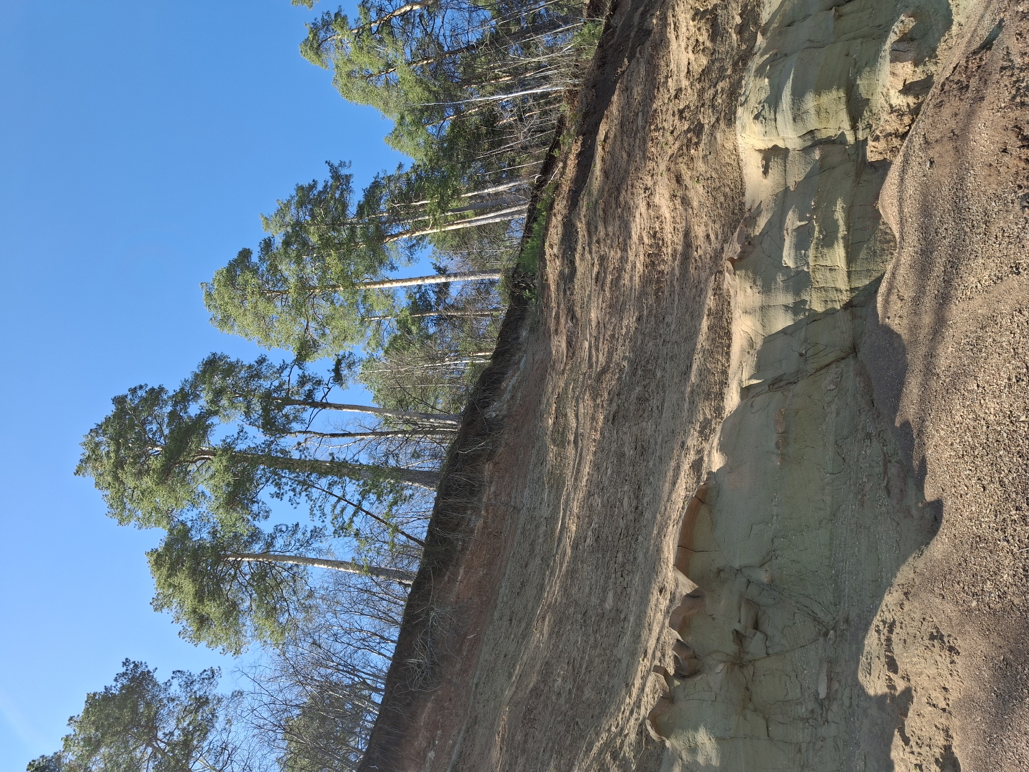 The image depicts a geological formation, likely a cliff or ravine, located in Chaikovsky, Russia. The cliff face features layers of sediment, with varying colors and textures ranging from light tan to dark brown. A section of the cliff exhibits a greenish hue. At the top edge of the cliff, there is a line of trees, predominantly tall pines with green foliage, silhouetted against a clear blue sky. The trees appear to be growing on the edge of the cliff, with some smaller trees and vegetation visible. The scene suggests a natural setting with a combination of geological and botanical elements. There are no people or animals visible in the image.