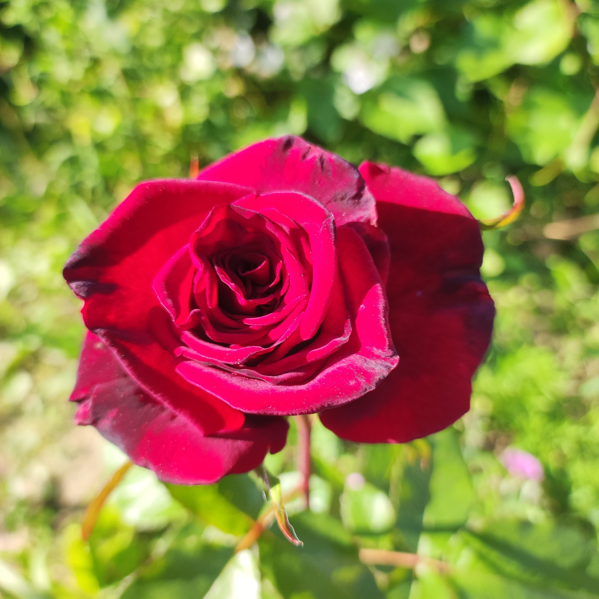 A close-up, overhead shot of a deep red rose in full bloom is captured in natural sunlight. The rose's petals are tightly furled towards the center, showcasing a rich, velvety texture. The edges of some outer petals are tinged with a darker, almost black hue, adding depth and contrast. Small water droplets are visible on the petals, suggesting recent dew or a light watering.
The rose is set against a softly blurred background of lush green foliage, typical of a garden setting. The bokeh effect of the background highlights the sharp detail of the rose, making it the undisputed subject of the image. The lighting indicates it is daytime, likely morning or afternoon, given the bright, natural illumination. There are no people, text, or specific landmarks visible, but the presence of rose bushes and vibrant greenery suggests an outdoor garden in Navoloki, Russia. The overall mood is serene and appreciative of nature's beauty.