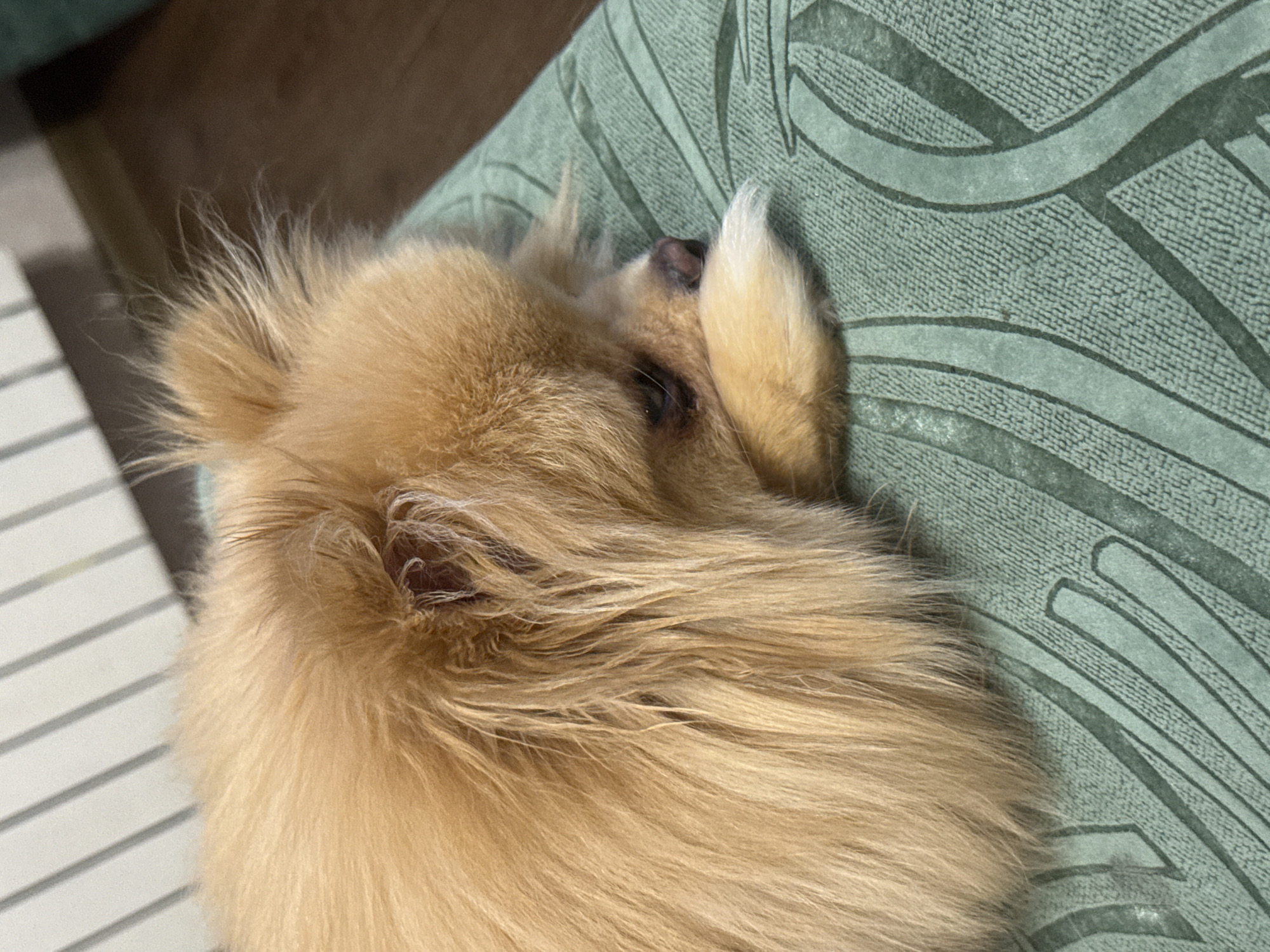 A close-up shot shows a fluffy, golden-colored Pomeranian dog resting its head on a textured, teal-colored surface with a repeating pattern. The dog's eyes are closed or partially closed, and its snout is tucked into its paw. The background is blurred, with hints of vertical white blinds and a wooden floor. The image is a still photograph taken indoors.