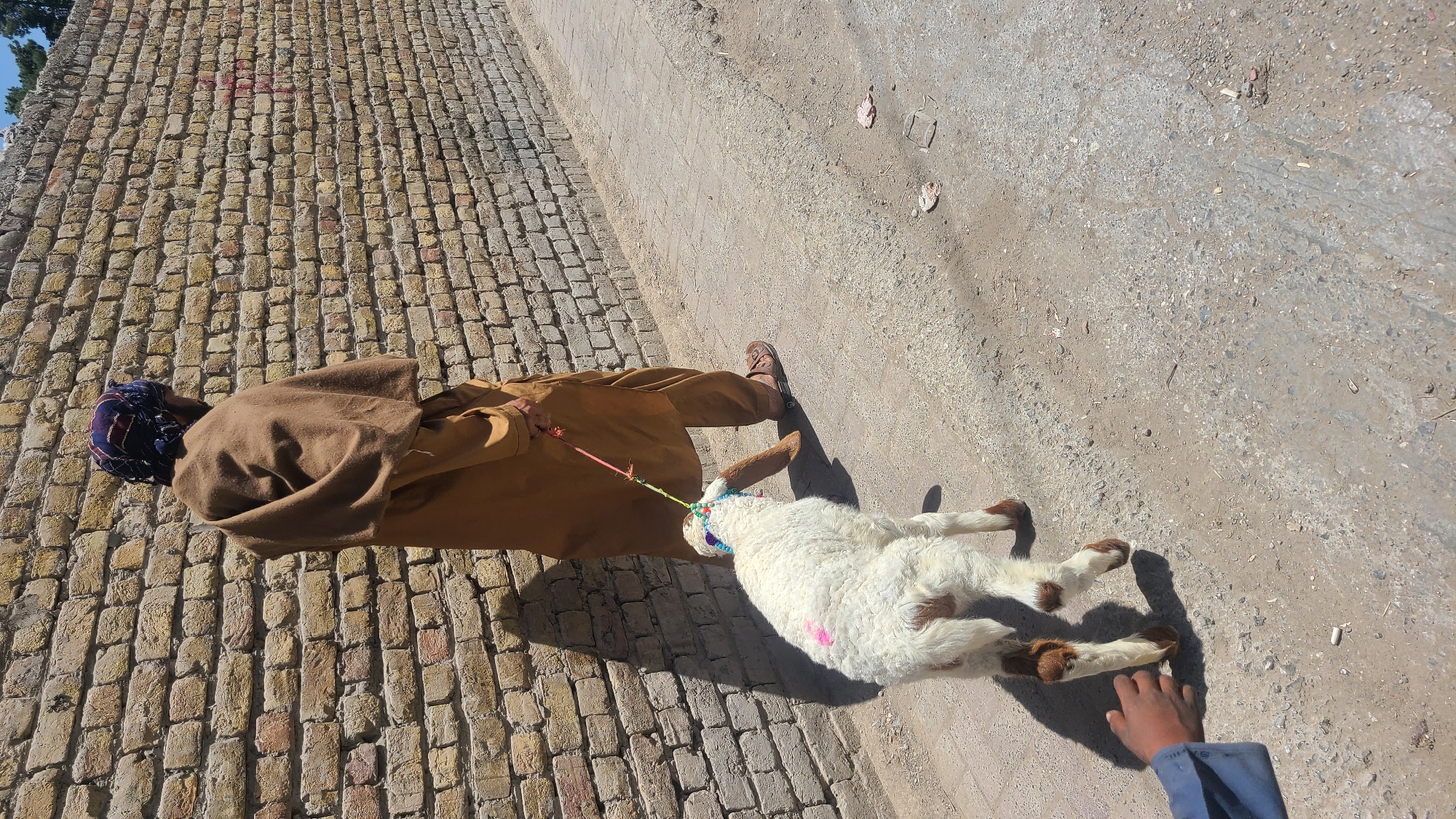 A high-angle shot depicts a man in a brown robe and patterned head covering walking on a brick-paved path beside an unpaved roadway. The man is leading a white lamb, adorned with a colorful bridle, on a leash. A child's hand, clad in a blue shirt sleeve, appears in the lower right corner of the image. The setting is likely Quetta City Tehsil, Pakistan.