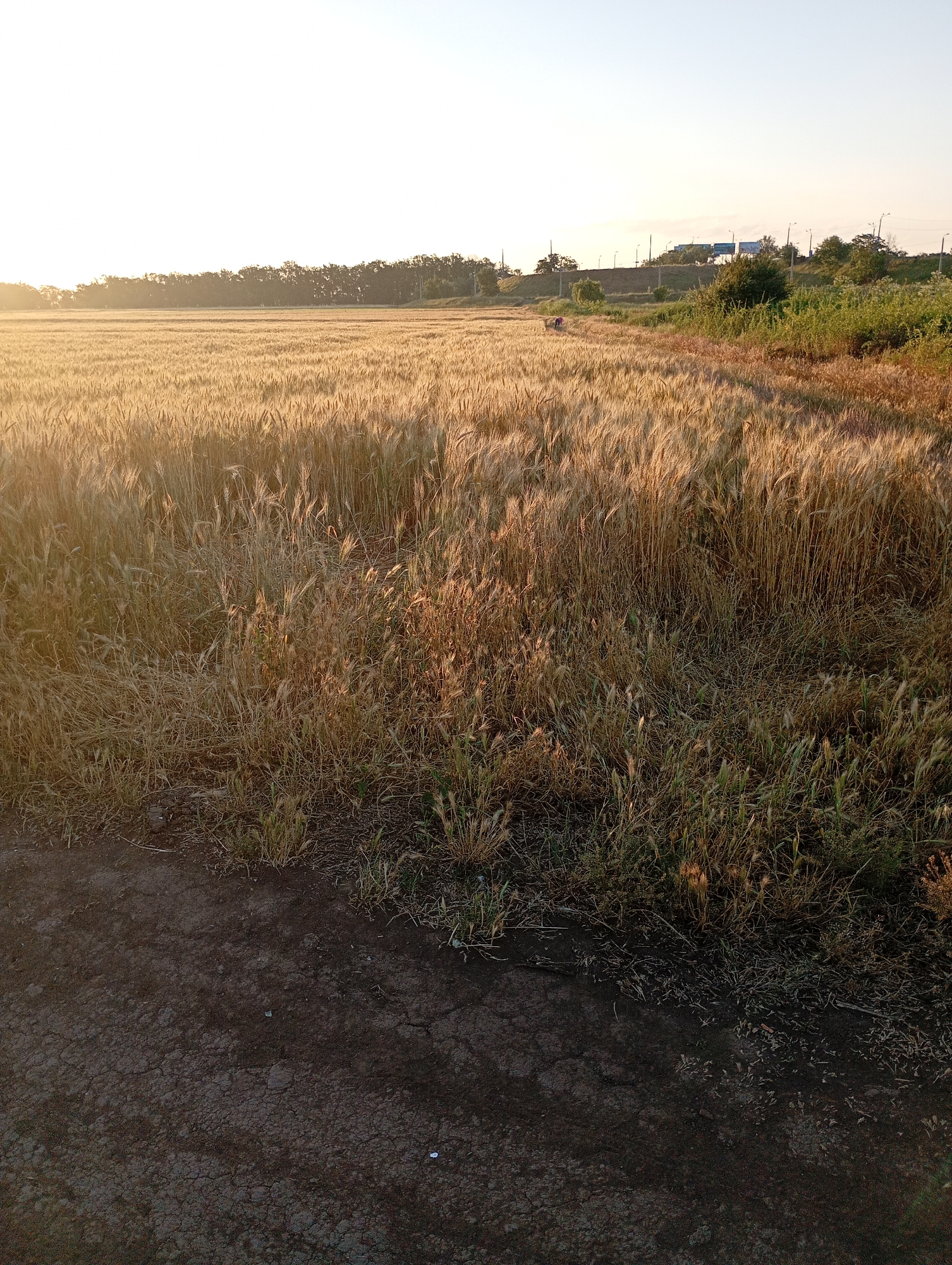 The image depicts a sunlit field of ripe wheat in Avanhard, Ukraine. The wheat stalks are golden and appear ready for harvest, with the setting or rising sun casting a warm glow across the expanse. The field stretches towards a distant treeline, beyond which a raised road or embankment is visible, with streetlights and some structures. In the mid-ground, two figures, likely farmers, are working in the field, one appearing to be bending down. The foreground is characterized by cracked, dry earth, suggesting arid conditions or a path. The overall scene conveys a rural agricultural setting at dusk or dawn.
