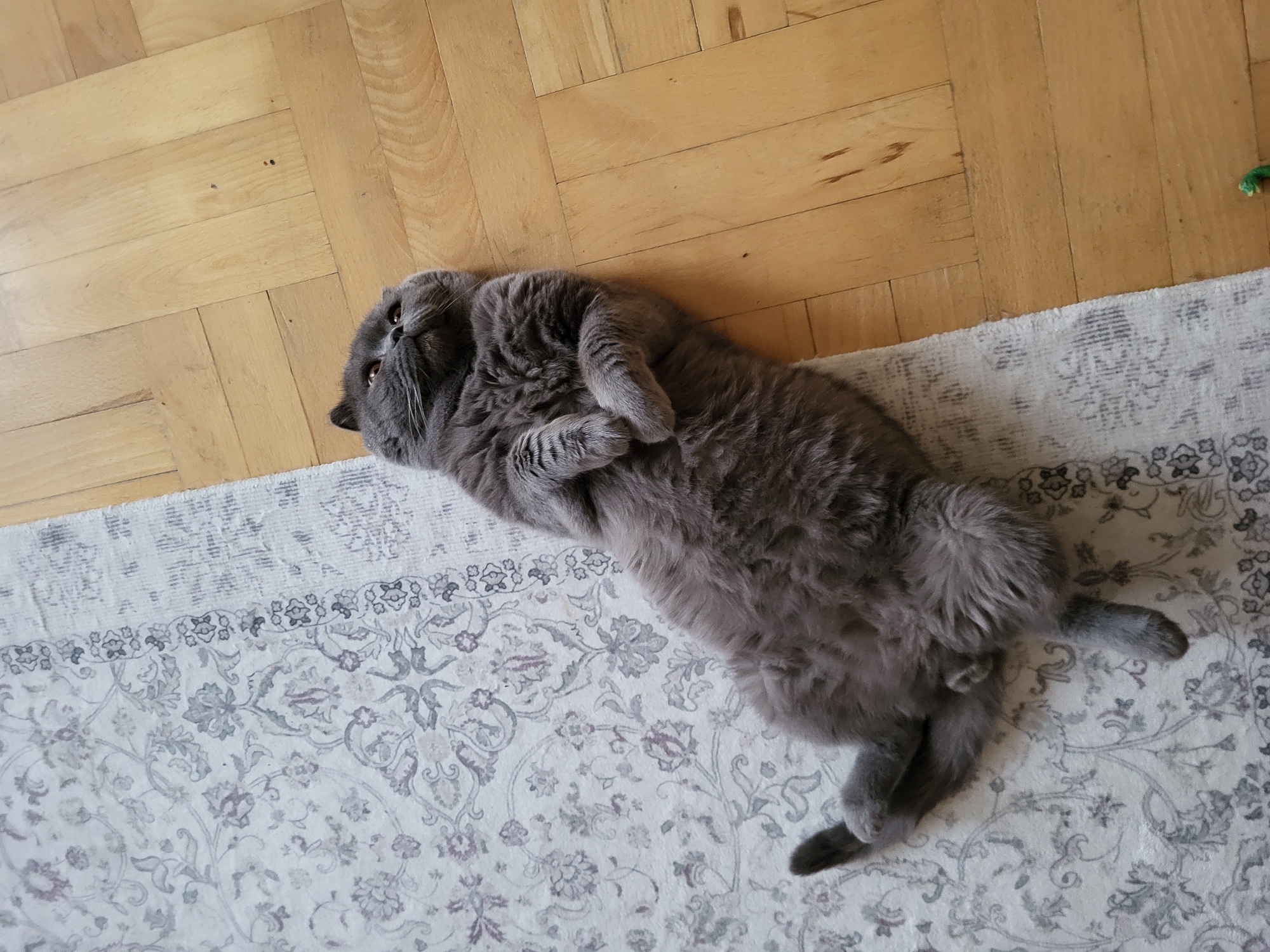 A grey, fluffy cat is lying on its back on a rug and a wooden floor. The cat is positioned diagonally across the frame, with its head facing the upper right corner of the image and its hindquarters towards the lower left. The cat's paws are crossed over its chest, and its belly is exposed. The rug is white with a light grey floral pattern. The wooden floor is light brown and laid in a herringbone pattern. The image appears to be taken indoors, in a well-lit room. The exact location within the city of Unknown, Unknown is not specified.