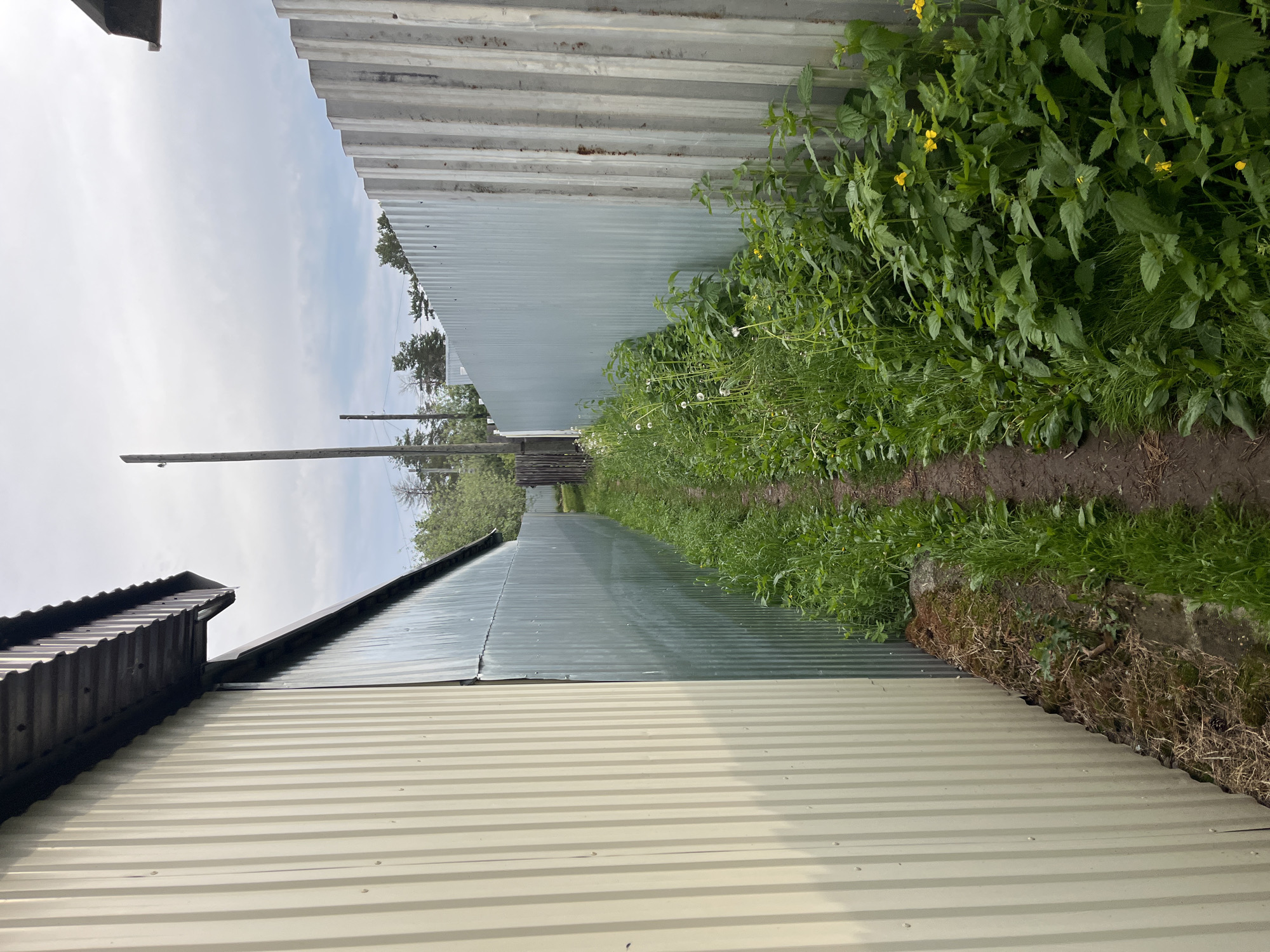 The image presents a narrow, unpaved dirt pathway winding between two tall corrugated metal fences under an overcast sky in Chaikovsky, Russia. On the left, a light beige corrugated metal wall or building section is visible in the foreground, with a darker corrugated roofline. Further down this side, a wooden utility pole stands, with faint outlines of distant trees appearing beyond.
The right side of the path is bordered by an older, greyish corrugated metal fence, showing signs of weathering and rust. Both sides of the pathway are heavily overgrown with diverse green vegetation, including tall grass and broad-leafed plants. On the right, among the greenery, some plants bear small yellow flowers, and fluffy white seeds, possibly from dandelions, are scattered. The central part of the path is a well-worn dirt track. The sky is largely white and diffused, indicating an overcast or hazy daytime. No people or activities are present in the scene, and no text is visible.