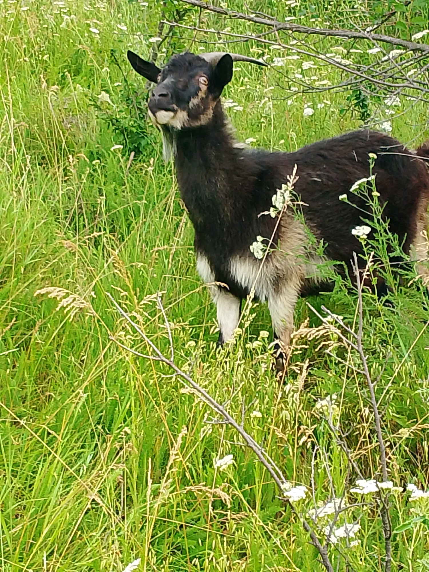 A dark brown goat with a white beard stands in a grassy field with wildflowers. The goat is facing to the left, with its head tilted up. Its eyes are open and its mouth is slightly agape. The goat's fur is dark brown on its back and head, and lighter brown and white on its underside and legs. The grass is green and tall, with some dry stalks mixed in. Small white wildflowers are scattered throughout the field. A few bare branches of a tree are visible in the upper right corner of the image. The lighting suggests it is daytime.