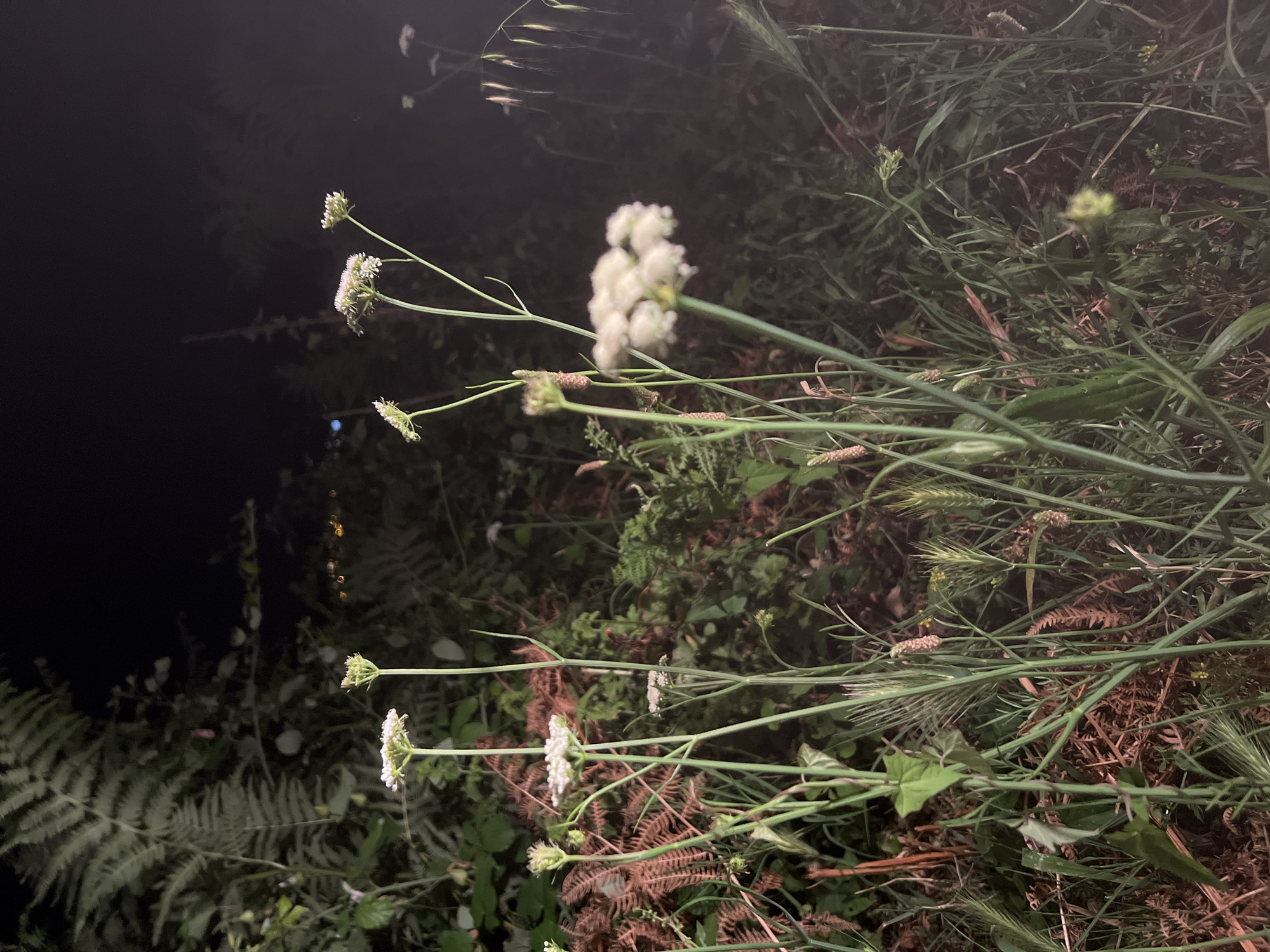 The image depicts a patch of wild vegetation at night in Baošići, Montenegro. Prominent features include clusters of white flowers on slender green stems, interspersed with various grasses and ferns. The background is dark, suggesting a low-light or nighttime setting. No people or animals are visible. The focus is on the detail of the flora, with the composition appearing natural and unmanicured.