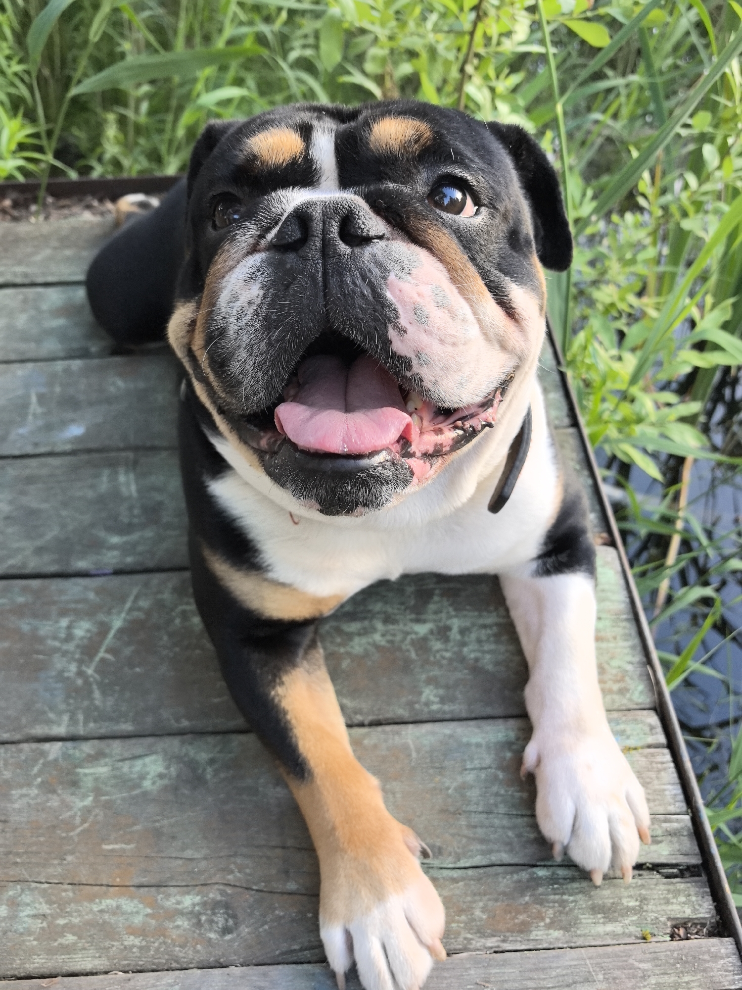 A tricolor bulldog lies on weathered wooden planks, its mouth open and tongue visible. The dog's fur is black, white, and tan. Behind the dog, tall green reeds grow near a body of dark water. The scene appears to be outdoors, possibly in a park or natural area. The dog is the sole subject of the image. The location is not specified as Noviy, Russia, or any other city.