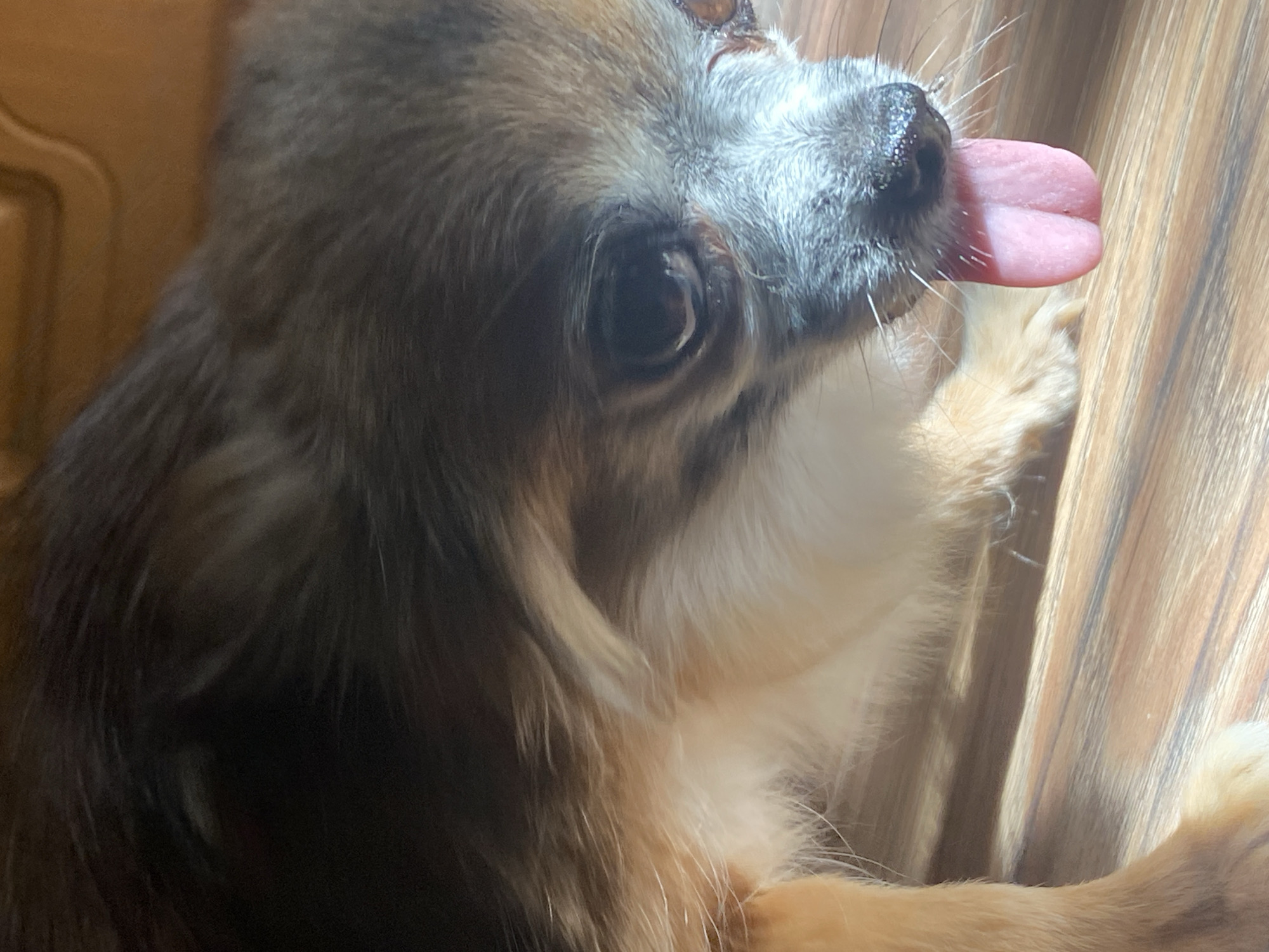 The image shows a close-up of a chihuahua's face as it sticks its pink tongue out. The dog has brown and tan fur with some graying around its muzzle. Its eyes are dark and appear slightly wet. The background is a blurred wooden surface, possibly a floor. The lighting suggests it is indoors. This image has no discernible connection to the city of Maykop, Russia.