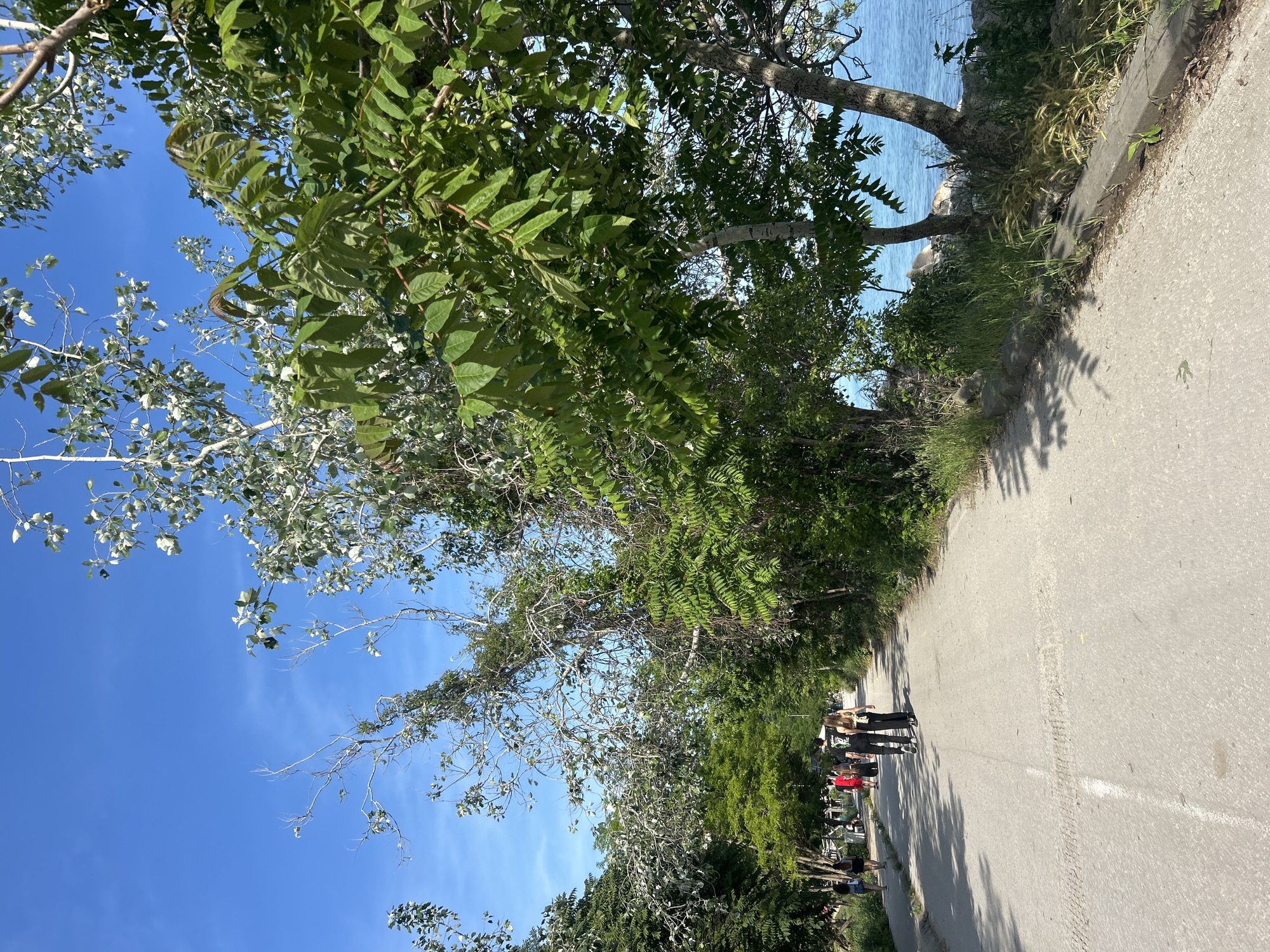 The image depicts a paved pathway running alongside a body of blue water under a clear blue sky, in the city of Unknown, Unknown. The path is lined densely with various deciduous trees and undergrowth, primarily on the right, casting shadows onto the ground. The foliage exhibits a mix of vibrant green and silvery-green leaves.
Several individuals are present on the pathway. In the mid-ground, two people are walking away from the viewer: a person in a black t-shirt and black pants with white shoes on the left, and a person in a yellow top and black pants with black shoes on the right. Further down the path, towards the background, a small group of people is visible, including individuals in red and black attire. More people are discernible in the far background on what appears to be a wider or parallel section of the pathway to the left.
To the right of the pathway, a concrete curb separates the path from a strip of unkempt grass and wild plants, beyond which the calm, blue water is visible. The water's edge is rocky, with some trees growing directly beside it. The sky is bright and clear, with minimal cloud cover. The overall scene suggests a warm, sunny day.