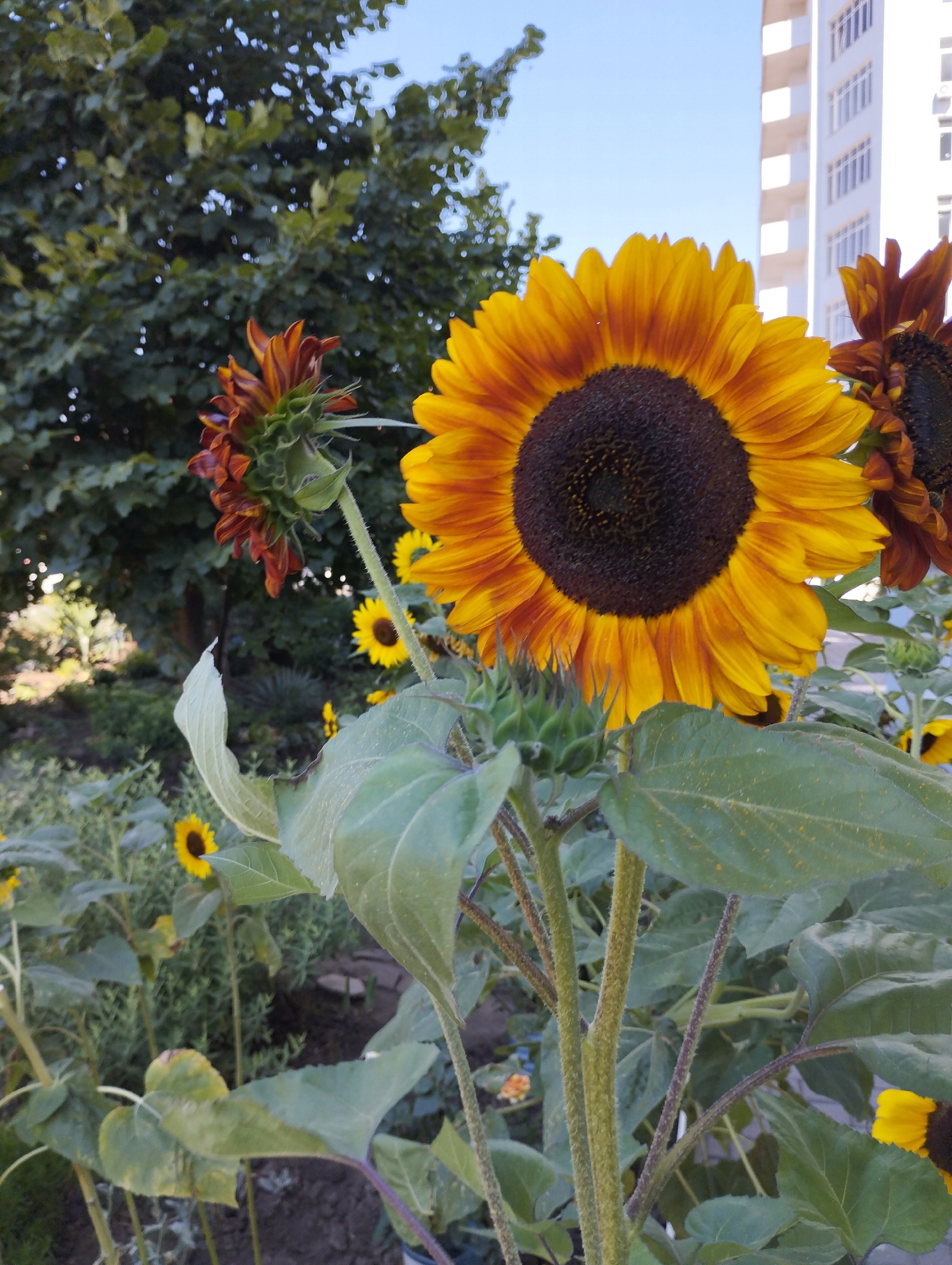 The image shows a close-up view of sunflowers in a garden setting. A large, vibrant yellow and orange sunflower with a dark brown center is prominently featured in the foreground, slightly off-center to the right. To its left, a smaller sunflower bud is partially open, revealing reddish-orange petals. In the background, there are other smaller sunflowers with yellow petals, green foliage, and a hint of a building with white siding and multiple windows, suggesting an urban environment. The sky is a clear blue. The scene appears to be outdoors, possibly in a residential area or park within the city of Chornomorsk, Ukraine. There are no people or animals visible in the frame.