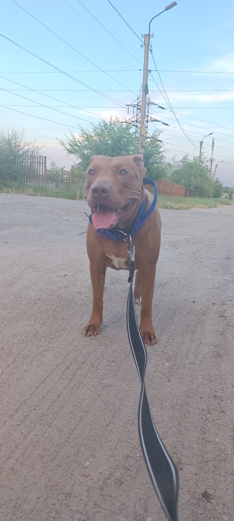 A medium-shot, eye-level, full-body, outdoor vertical photograph shows a brown American Pit Bull Terrier standing on a dirt road. The dog is wearing a blue collar and a dark-colored leash with white trim, which extends towards the bottom right corner of the frame. Its mouth is open, and its tongue is visible, suggesting it is panting or relaxed. The dog's fur is short and smooth, and it has a white patch on its chest.
Behind the dog, a light-colored fence can be seen, followed by green bushes and trees. In the background, there are utility poles with power lines stretching across the frame, and a large transmission tower. The sky is light blue with a few wispy clouds, indicating it is daytime, likely late afternoon or early evening due to the soft lighting. The overall environment appears to be a semi-urban or rural area.
The photograph was taken in the city of Zaporizhzhia, Ukraine.