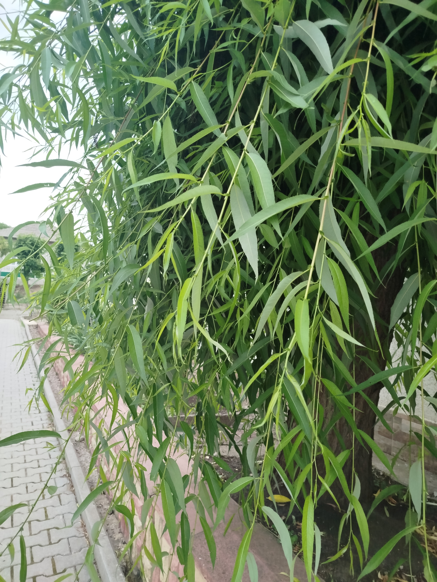 A close-up, eye-level shot captures the cascading branches of a willow tree, its long, slender, green leaves filling the frame. The leaves are a vibrant green, with some appearing lighter in color, possibly due to lighting or their natural variation. The branches hang downwards, creating a curtain-like effect.
In the background, to the left, a paved walkway made of interlocking bricks is visible, bordered by a low, textured wall. Beyond the wall, hints of buildings and foliage suggest an outdoor urban or suburban setting, consistent with a location in Ceadîr-Lunga, Moldova. The trunk of the willow tree is partially visible on the right side of the image, its bark rough and dark. The overall impression is one of natural beauty within a developed area.