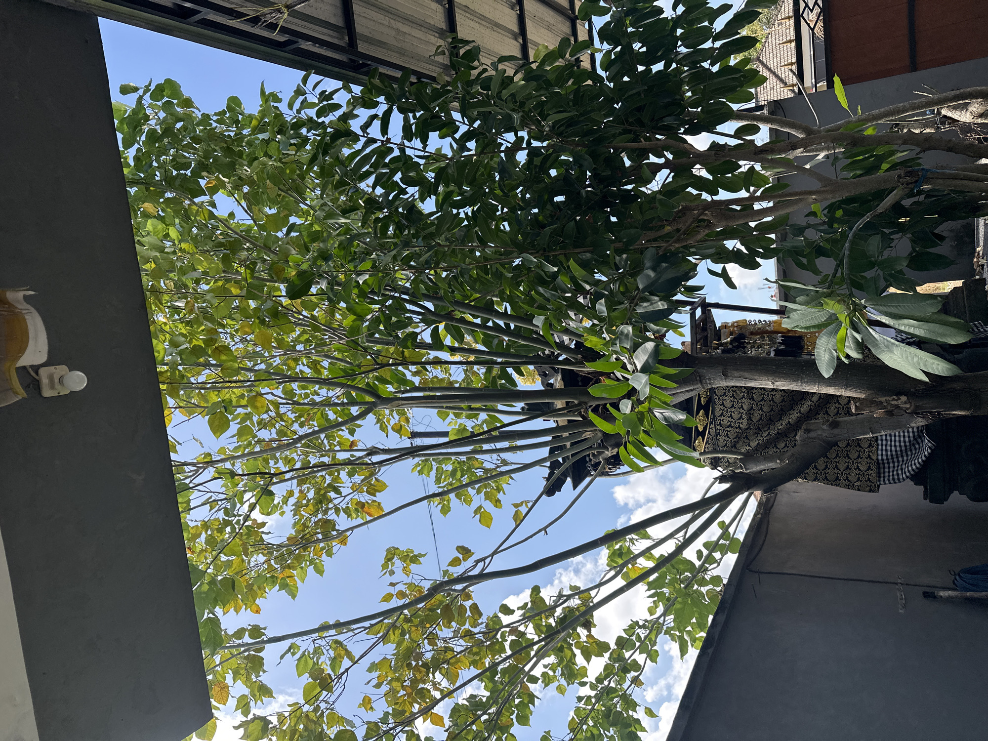 This is an outdoor, eye-level shot of trees and architecture in Sukawati, Indonesia. The sky is blue with some white clouds. In the foreground, several trees with green and yellow leaves are visible. One tree in the center has a structure draped with patterned fabric and a checkered cloth at its base. To the right, another tree with lush green foliage is seen. In the background, a grey wall and a roof structure are present, along with parts of a building with a tiled roof. The image appears to have been taken during the daytime.