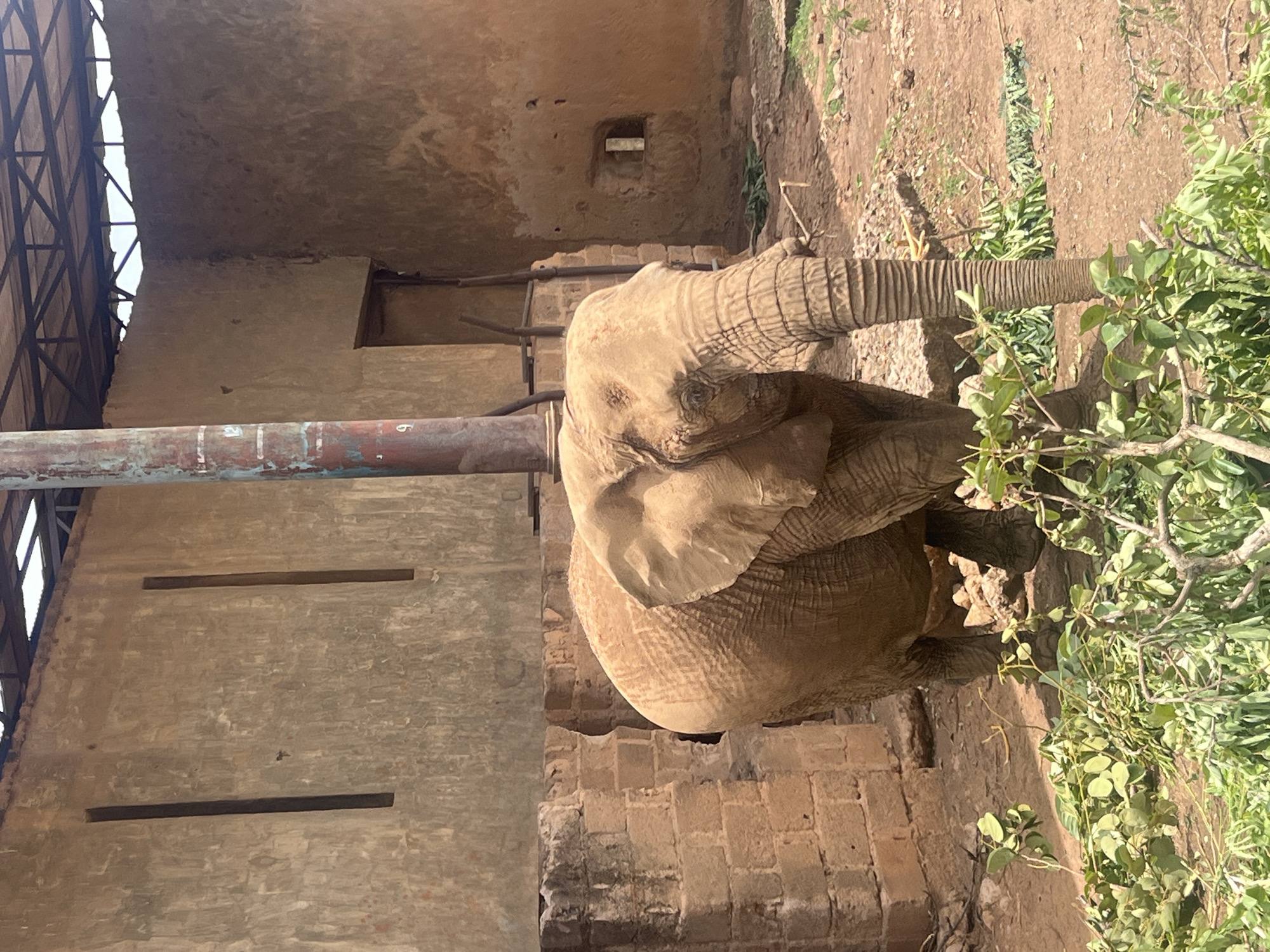 An African elephant stands prominently within an aged enclosure, viewed from an elevated perspective. The elephant, a large adult with wrinkled, brownish-grey skin and sizable ears, is positioned with its trunk extended towards a cluster of green, leafy branches on the right side of the frame, suggesting it is actively foraging or preparing to feed.
The enclosure is characterized by rough, light brown concrete or stone block walls that exhibit signs of age and wear. To the left, a tall, rusty metal pole extends vertically, bearing faded white markings that resemble measurements or a number, with a faint "6" discernible. Above and behind the pole, a metal framework, likely part of a roof structure or overhead support, is visible against the bright, clear sky. The ground within the enclosure is a mix of dirt and sparse gravel. Further back, beyond the elephant, more of the earthy ground and minimal vegetation are visible. The overall setting suggests an outdoor animal habitat, possibly within a zoo or sanctuary, under bright daylight and clear weather conditions. No people are present, and the elephant appears calm. The scene is consistent with an animal facility in a tropical or subtropical region, such as Jos, Nigeria.