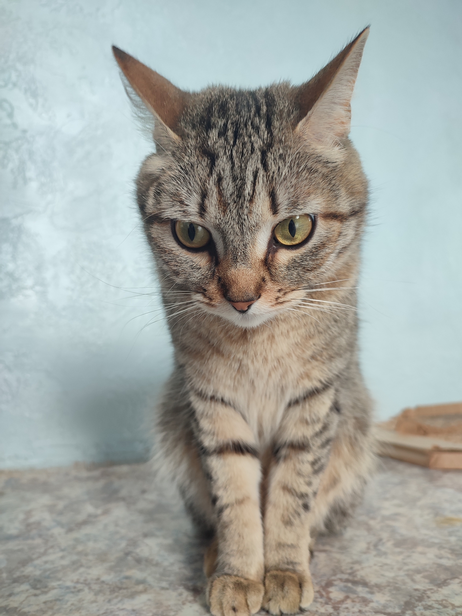 A medium, eye-level shot depicts a cat in a seated position. The cat is of tabby coloration, with stripes of gray and brown fur. It has pointy ears and yellow eyes, and is looking down. The cat's paws are positioned close together, as it sits upright. The background is a light blue color, possibly a wall. The surface the cat is sitting on is a speckled tan color. To the right of the cat, there are wooden objects visible. The location is described as Unknown, Unknown.