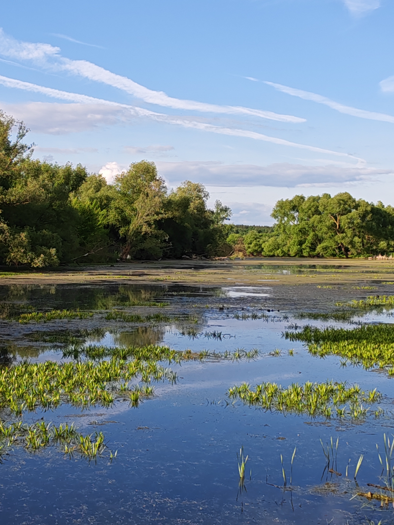 The image depicts a serene, shallow body of water located in Bronnitsy, Russia. The water is partially covered with green aquatic plants and algae. Patches of dense green foliage emerge from the water's surface, contrasting with the dark blue hue of the water itself. The water reflects the sky, creating a mirror-like effect.
The background features lush green trees that line the edges of the water. The sky is blue with streaks of white clouds, suggesting a clear day. The overall environment is natural, with no discernible human presence or structures visible in the image.