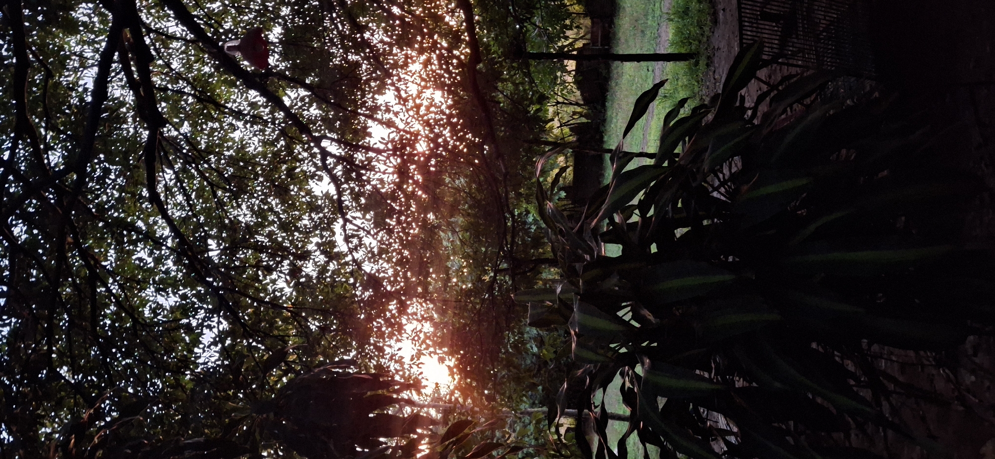 A vertical, low-angle shot captures the warm glow of sunset filtering through the leaves of trees in Vallecito, Venezuela. In the foreground, a dark, leafy plant dominates the lower left, its leaves silhouetted against the bright sky. The middle ground reveals a grassy yard with a dirt path, bordered by more trees and a low fence. In the upper right, a red object, possibly a bird feeder or decorative item, hangs from a tree branch. The overall scene evokes a peaceful, natural setting at dusk.