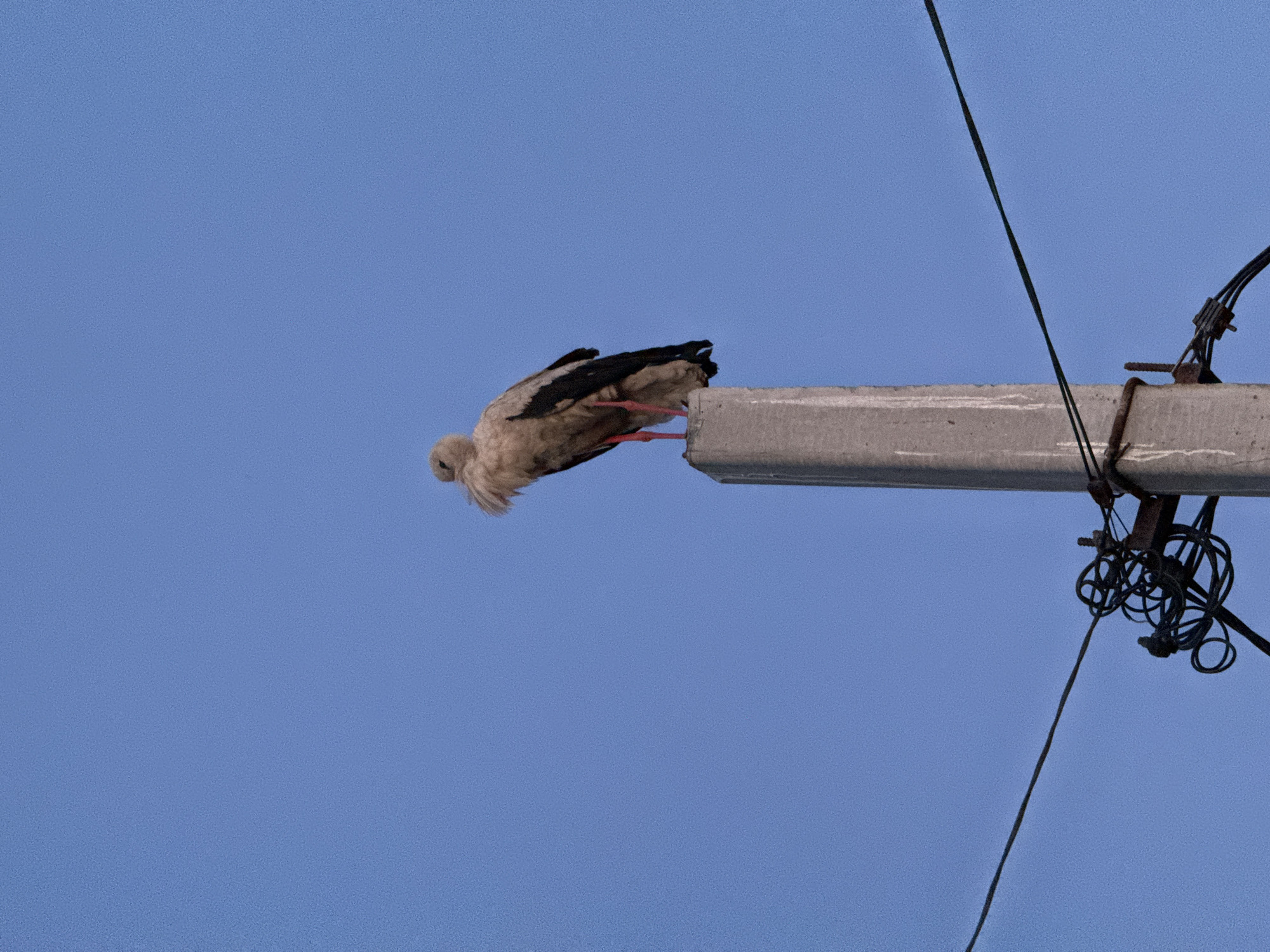 A stork stands perched on top of a concrete utility pole against a clear blue sky. The stork is facing left and is mostly light brown and white, with black wing feathers and red legs. The utility pole is gray and has some electrical wires attached to it. The scene appears to be outdoors.