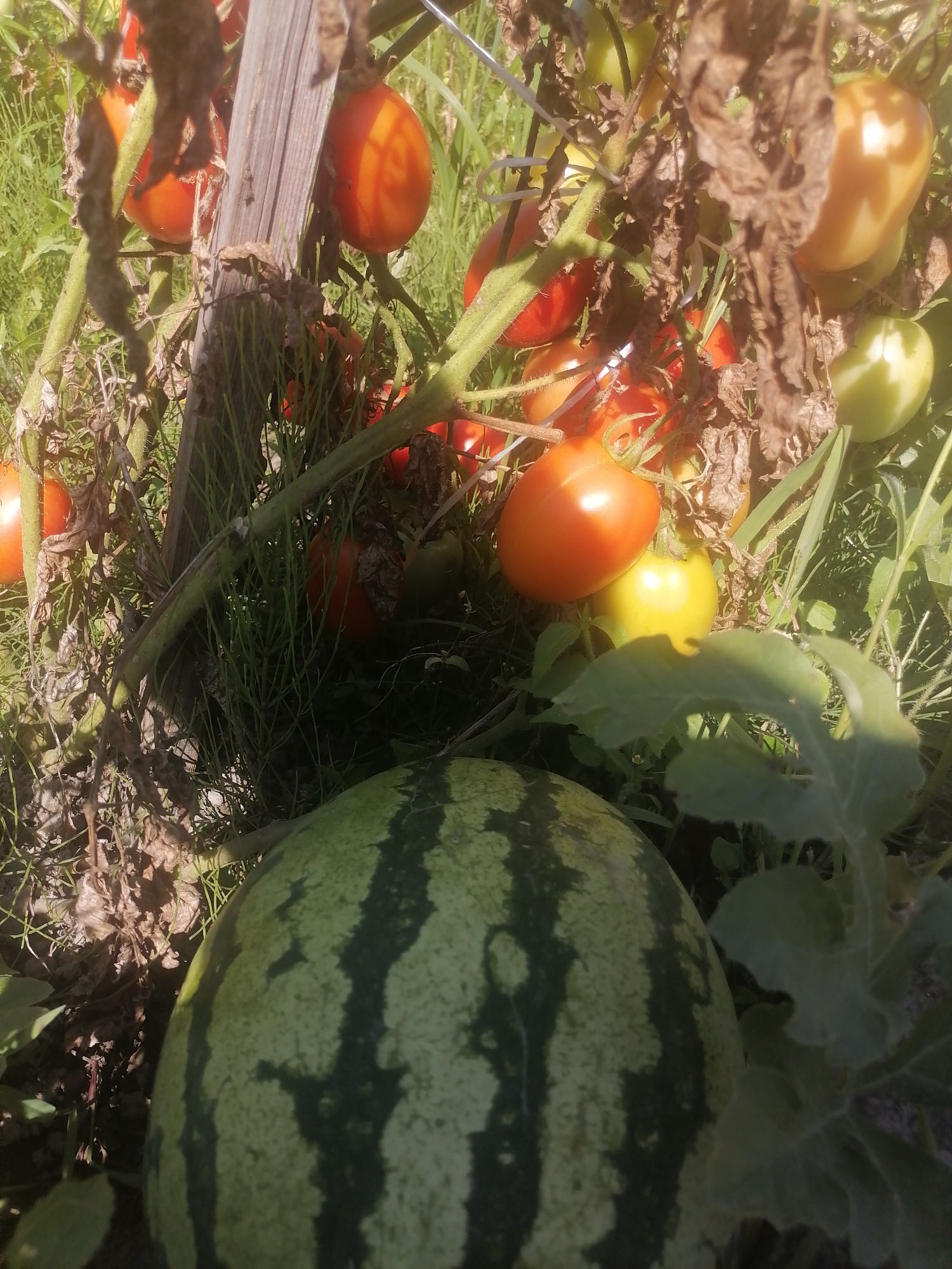 In Novopokrovka, Russia, a close-up, eye-level shot captures a garden scene bathed in sunlight. In the foreground, the striped rind of a ripe watermelon is visible. Behind it, a tomato plant is laden with ripe and unripe tomatoes, some a vibrant orange-red and others a pale yellow-green. The plant is supported by a weathered wooden stake, and its branches are intertwined with dry, brown leaves. The background consists of lush green grass and foliage, with the bright sunlight creating a dappled effect.