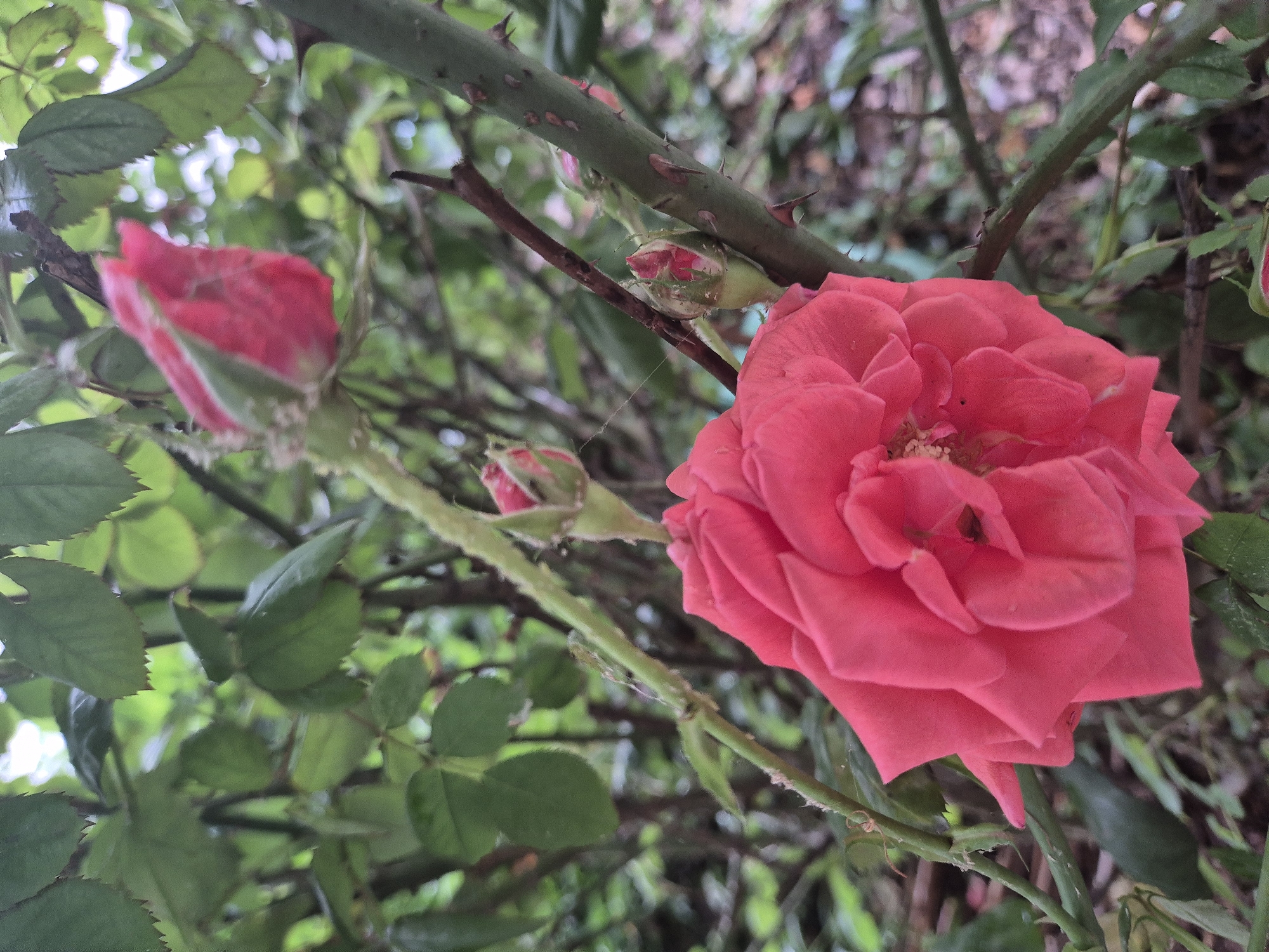 A close-up, slightly Dutch-angled photograph captures a vibrant pink rose in full bloom, prominently positioned in the lower right and central area of the frame. Its many petals unfold in layers, revealing a cluster of yellow stamens at its heart.
To the left and slightly behind the main rose, a rosebud appears mostly out of focus, indicating its distance. Above and to the right of this bud, a thorny, dark green stem runs horizontally, with several sharp, reddish-brown thorns clearly visible. Beneath this main stem, another smaller, light green stem supports a rosebud that is just beginning to open, its pink petals peeking through the green sepals. A delicate, wispy spider web is faintly visible near this opening bud and extending to the stem.
The background consists of blurred green foliage, creating a soft, natural backdrop that emphasizes the roses. The lighting appears soft and even, suggesting either an overcast day or early morning/late afternoon, without harsh shadows. The overall scene depicts a natural, thriving rose bush with flowers in various stages of development. No text is visible in the image.