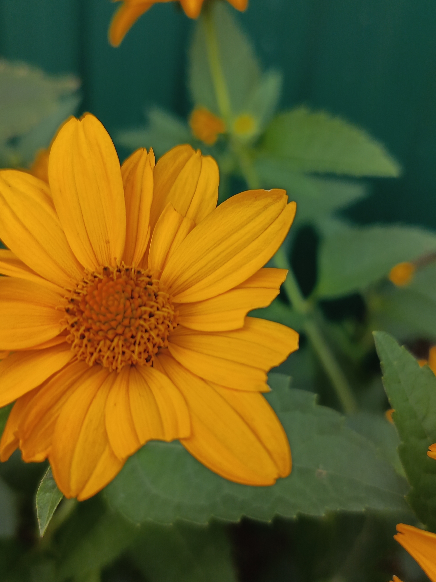 An extreme close-up shows a bright orange flower with many thin petals that curve outward. The center of the flower is a darker orange and textured with many small, hair-like projections. The flower is in focus, while the background is blurred, showing green leaves and a dark green surface, possibly a fence or wall. The lighting is bright, highlighting the vibrant color of the petals. The scene is a detail shot of a single flower, with no people or other significant objects visible. The location is specified as Chaikovsky, Russia, but there are no visual cues in the image to confirm this specific location beyond it being an outdoor setting with vegetation.
