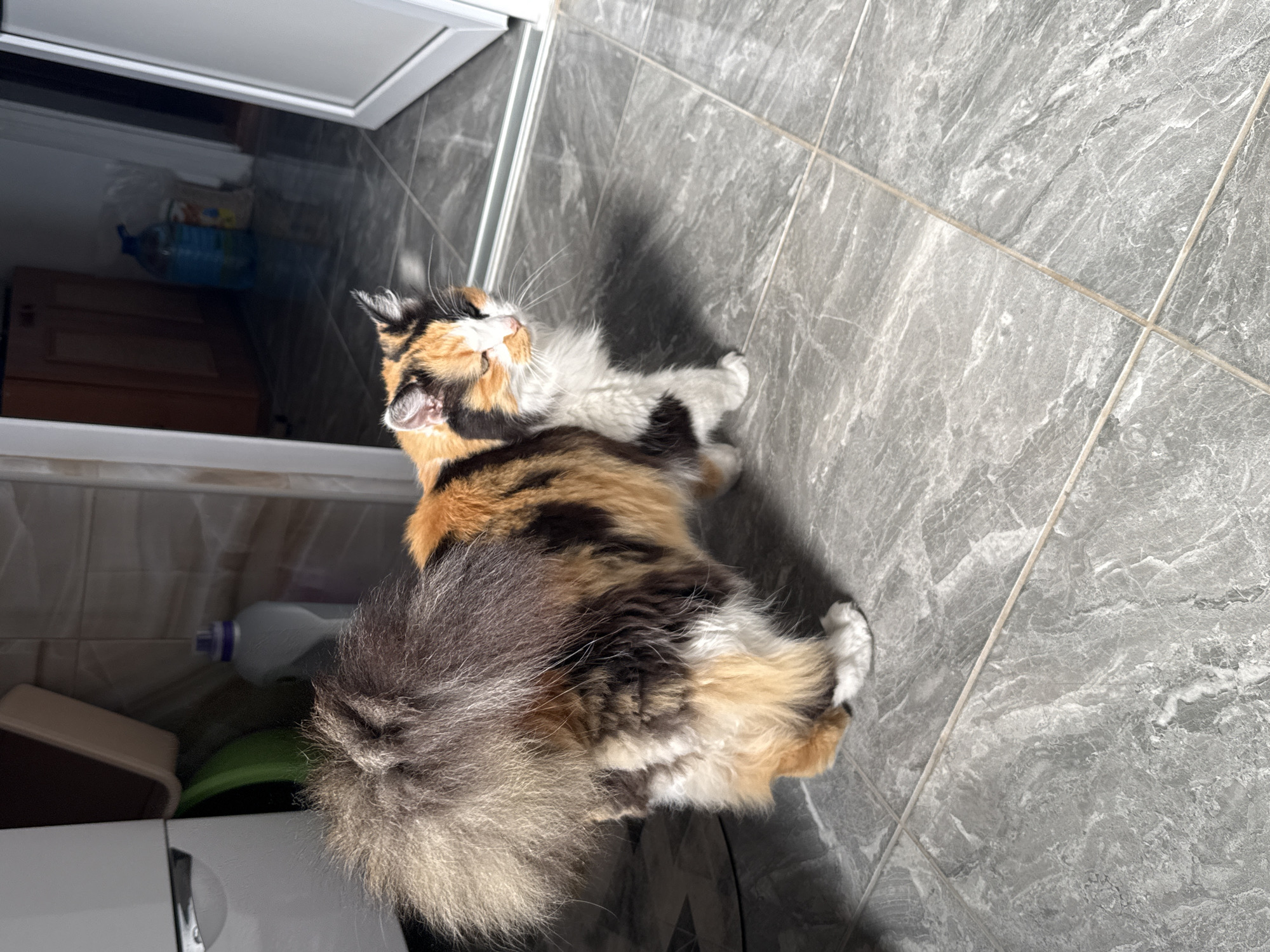 A calico cat with a very bushy tail stands on a gray tiled floor. The cat is facing to the right, with its body angled away from the camera. The cat's fur is a mix of orange, black, and white. The tail is particularly full and fluffy, with shades of gray and brown. The background shows part of a kitchen or laundry area, with cabinets, a white appliance, and a bottle of cleaning supplies. The lighting suggests it is daytime, with sunlight casting a shadow of the cat on the floor.