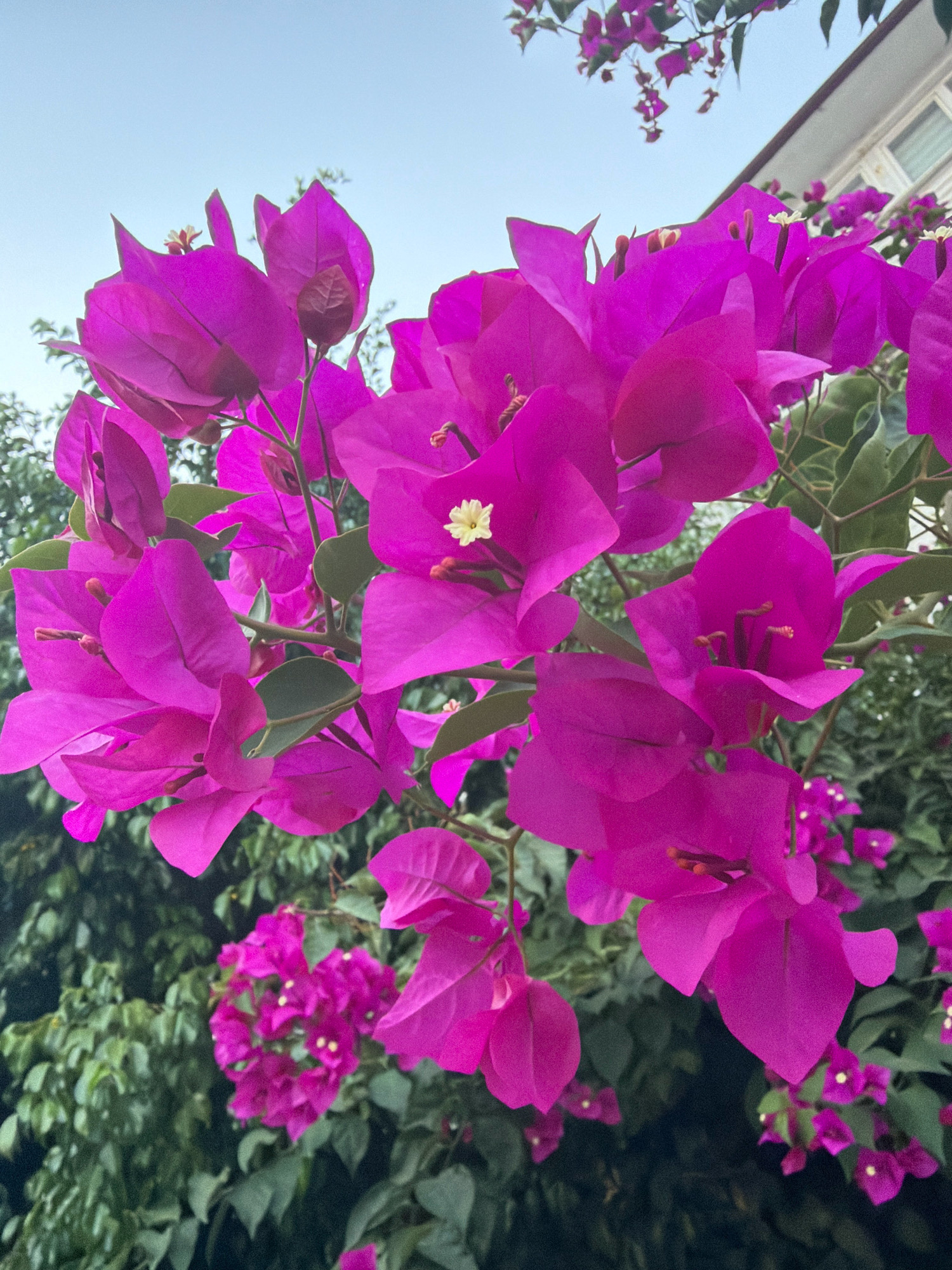 This image shows a close-up of bright fuchsia bougainvillea flowers with green leaves. The flowers are in focus in the foreground, with a blurry background of more greenery and a hint of a building with windows and a roofline. The sky is a pale blue. The setting appears to be outdoors in a garden or near a building in Antalya, Turkey, known for its abundant bougainvillea. There are no people or animals visible in the image.
