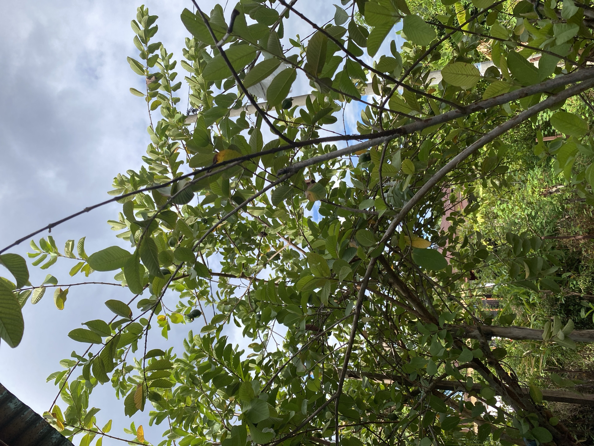 A medium shot captures a dense canopy of green leaves and branches from a guava tree against a cloudy sky. The branches are mostly bare with some leaves, and there are a few small green and yellow guavas visible. The tree is positioned outdoors, with other foliage and a wooden fence visible in the background, suggesting a backyard or garden setting. A utility pole stands to the right of the frame. The lighting is natural, with diffused sunlight filtering through the clouds. There are no people present in the image.