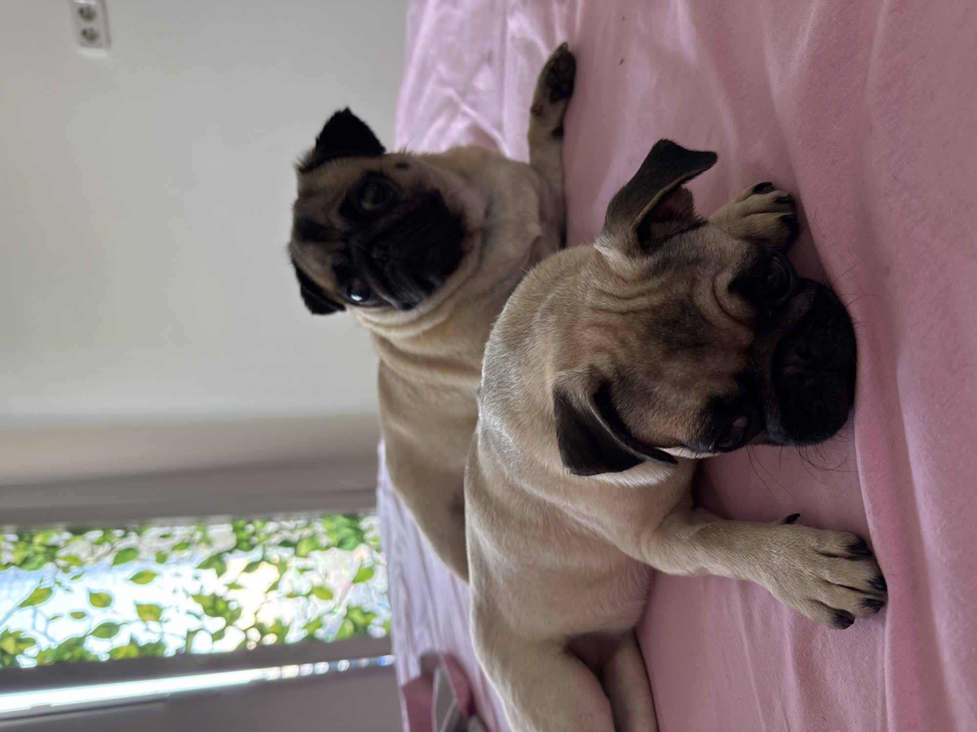 Two pugs are lying on a pink bed. The pug in the foreground is on its side, facing left, with its head resting on its paws. The pug in the background is lying on its stomach, facing right, with its head slightly raised. Both pugs are fawn colored with black markings. The room appears to be a bedroom, with a window with green curtains visible in the background. The overall scene is one of domestic tranquility.