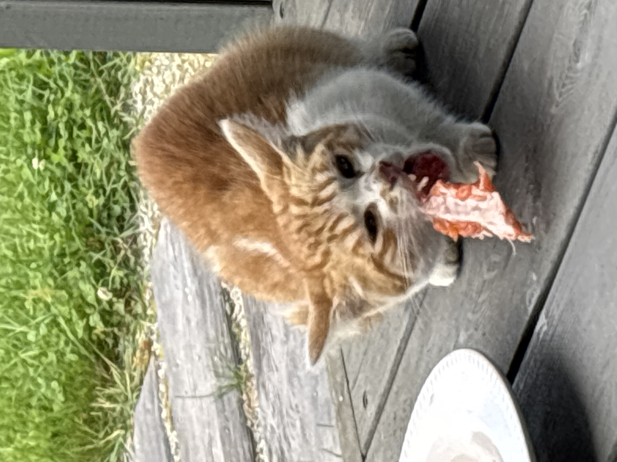 An orange and white tabby cat is eating raw meat on a wooden deck. The cat is on its paws and knees, leaning forward to consume the meat. Its mouth is open, and its teeth are visible. The meat is reddish-pink and appears to be a piece of fish or poultry. To the left of the cat, a white plate is visible, with some white residue on it. The deck is made of weathered wooden planks. In the background, there is lush green grass and a blurry vertical post. The scene is outdoors, likely in a backyard or patio area. The exact location in Zvenigorod, Russia is not discernible from the image.